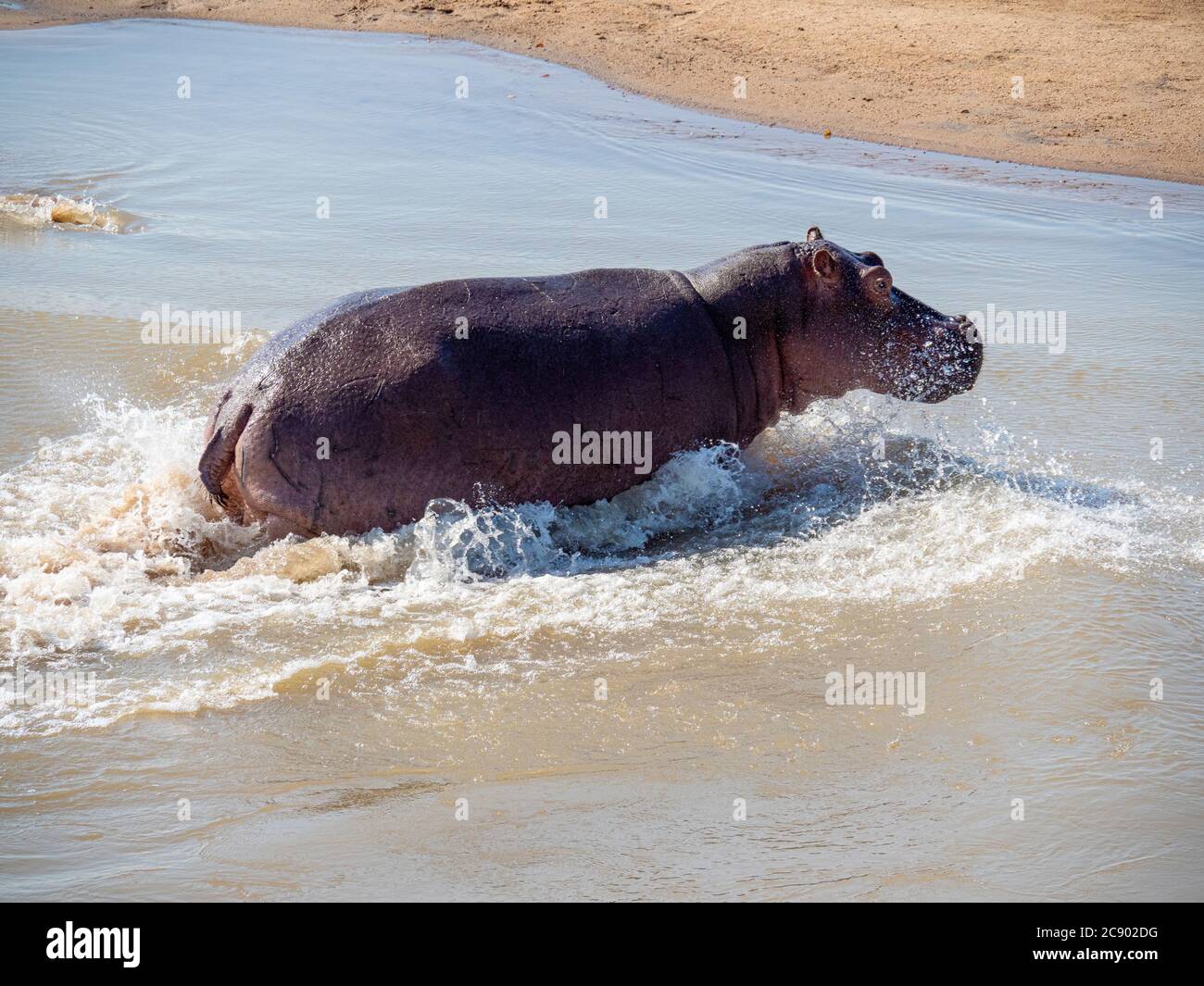Ippopotamo per adulti, ippopotamo anfibio, nel South Luangwa National Park, Zambia. Foto Stock