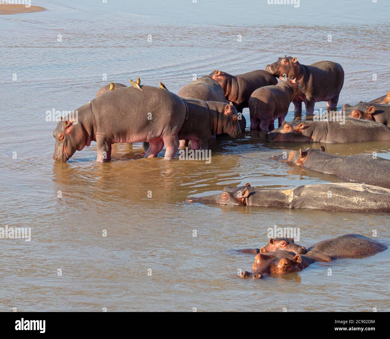 Ippopotamo, Hippopotamus anfibio, con coccodrillo del Nilo nel Parco Nazionale di Luangwa Sud, Zambia. Foto Stock