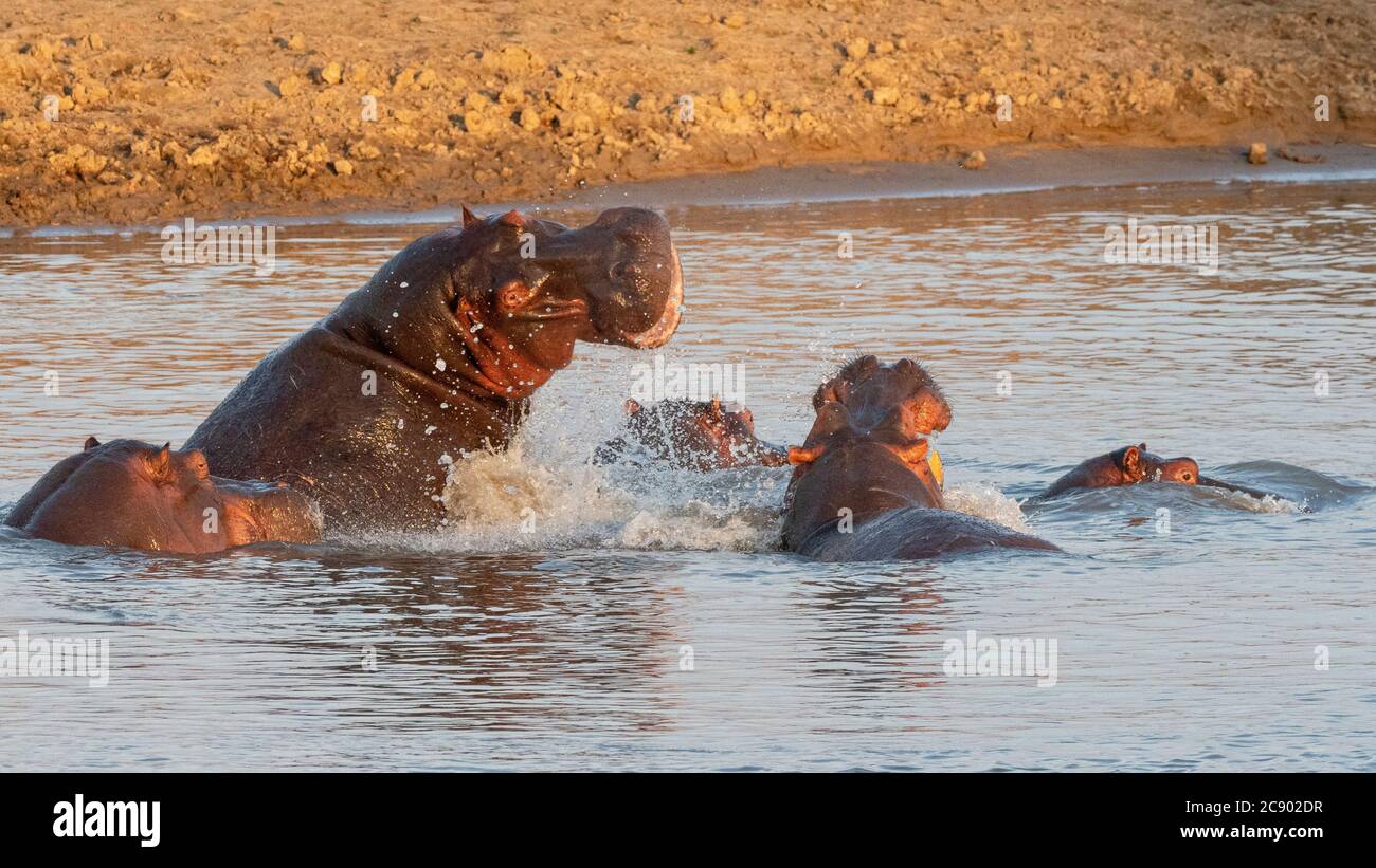 Ippopotamo maschile, ippopotamo anfibio, combattendo nel Parco Nazionale di Luangwa Sud, Zambia. Foto Stock