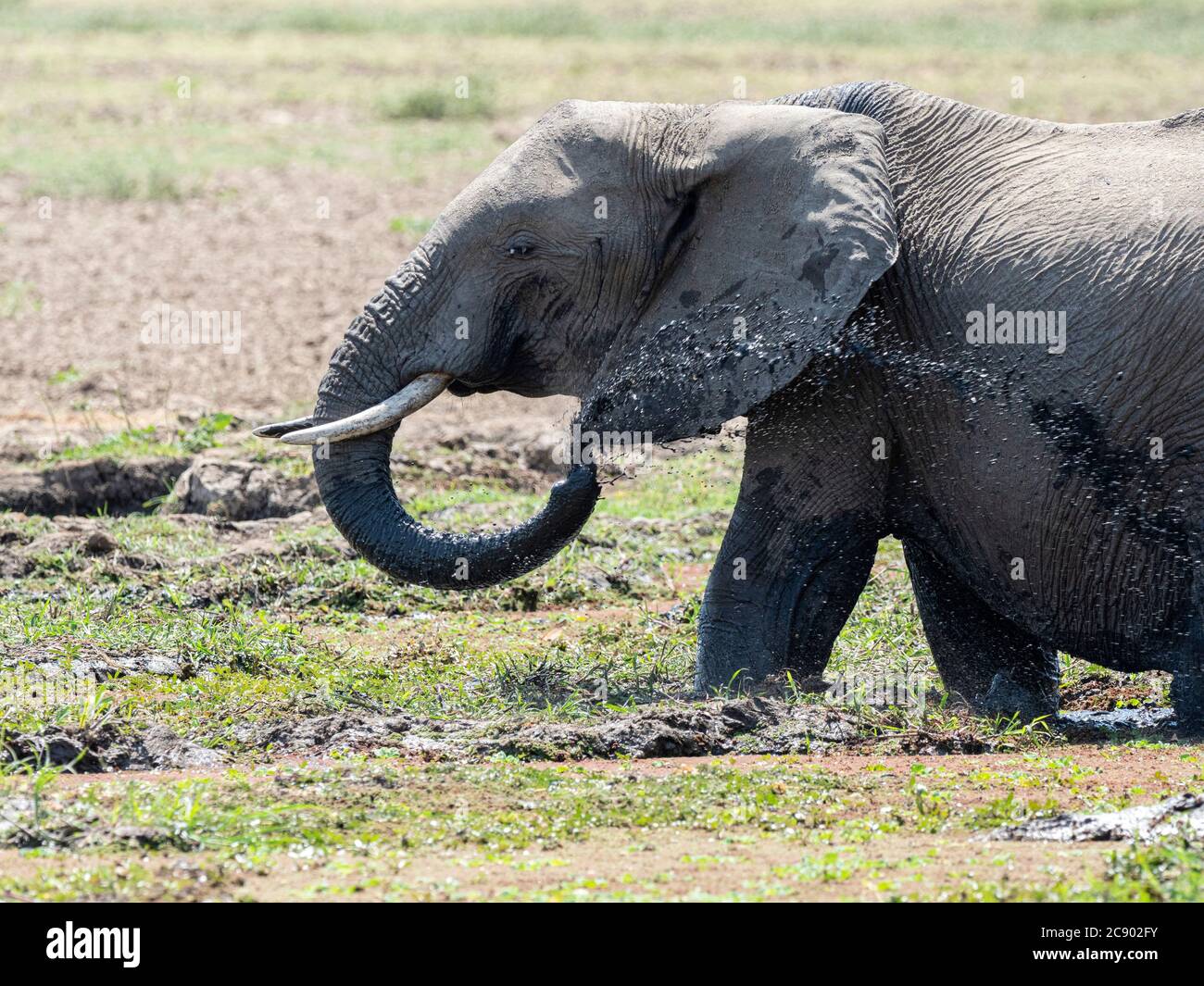 Un giovane elefante africano di cespuglio, Loxodonta africana, nel Parco Nazionale di Luangwa Sud, Zambia. Foto Stock