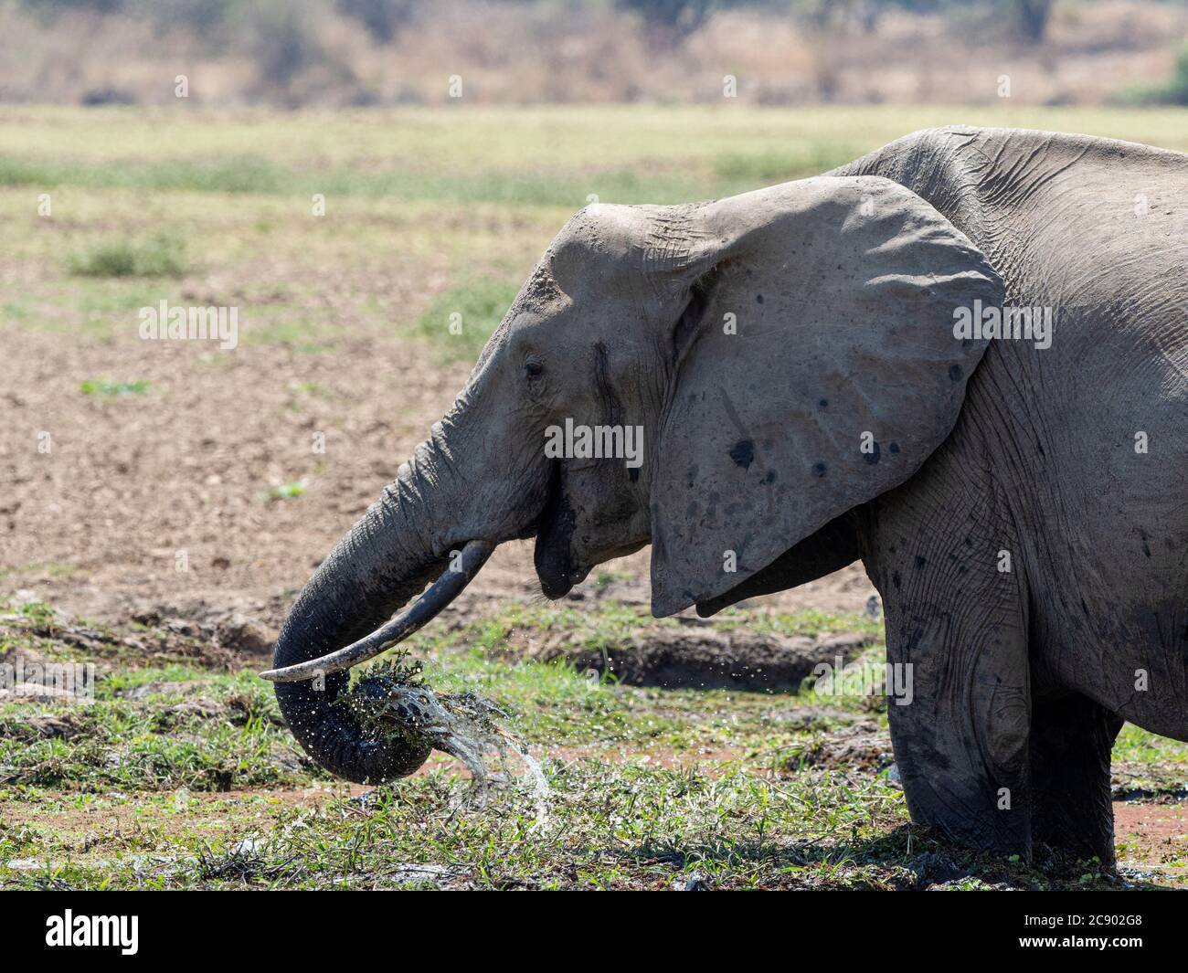 Un elefante africano di cespuglio, Loxodonta africana, in un buco di irrigazione nel South Luangwa National Park, Zambia. Foto Stock