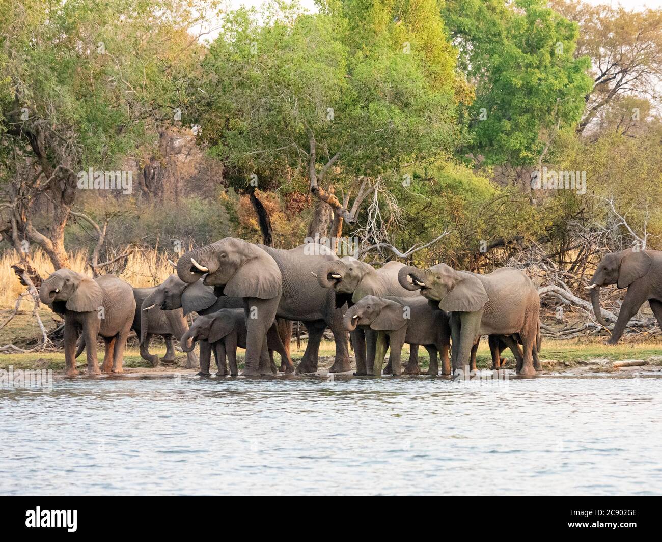 Un gregge di elefanti bush africani, Loxodonta africana, sull'alto fiume Zambesi, Parco Nazionale di Mosi-oa-Tunya, Zambia. Foto Stock