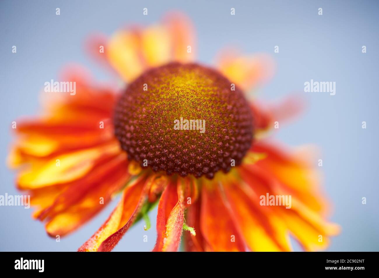 Sneezeweed, o Helenium, 'Moorheim Beauty' sono fiori verticali rosso coprente scuri centrati appartenenti alla famiglia Asteraceae Foto Stock