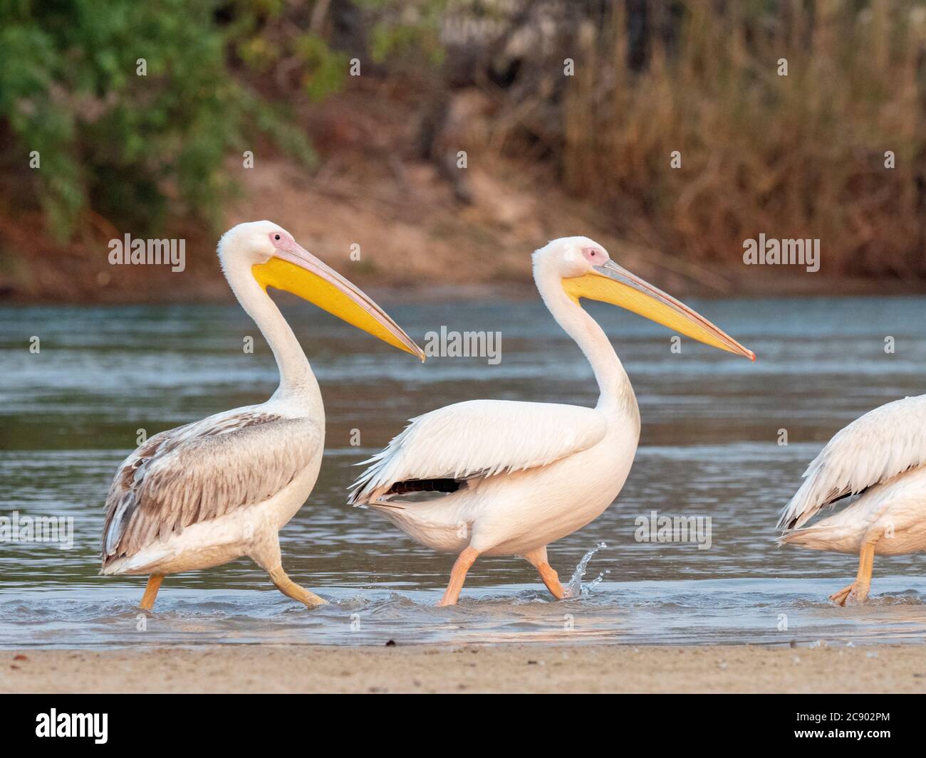 Grandi pellicani bianchi adulti, il Pecanus onocrotalus, sul fiume Zambesi, Parco Nazionale di Mosi-oa-Tunya, Zambia. Foto Stock