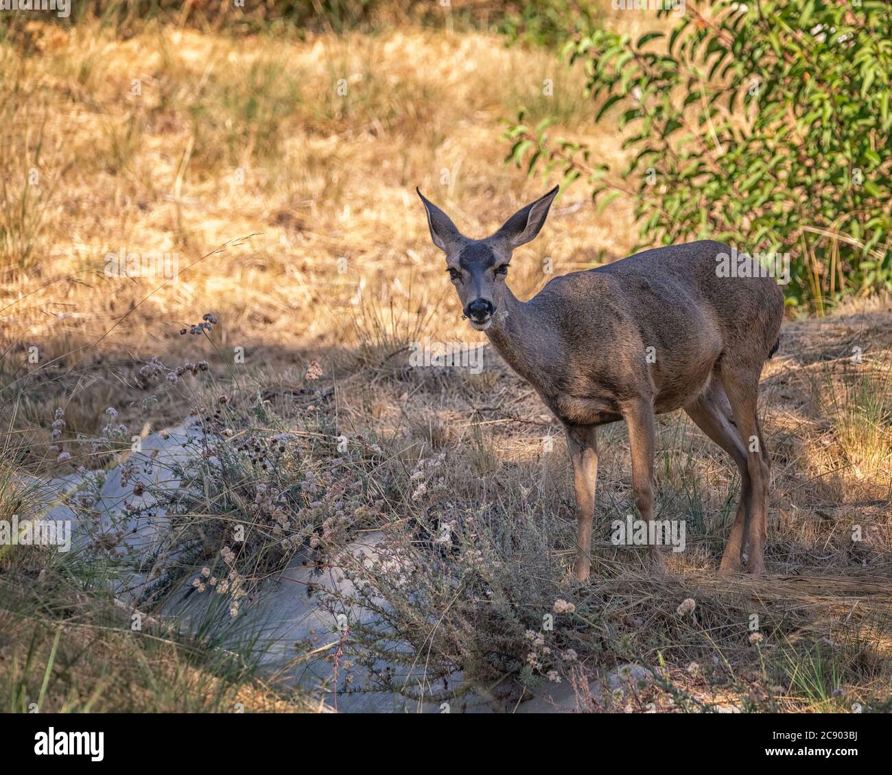 Califormia Mule Deer (Odocoileus hemionus califurnicus) mangia erba al lago Hollywood a Los Angeles, California. Foto Stock