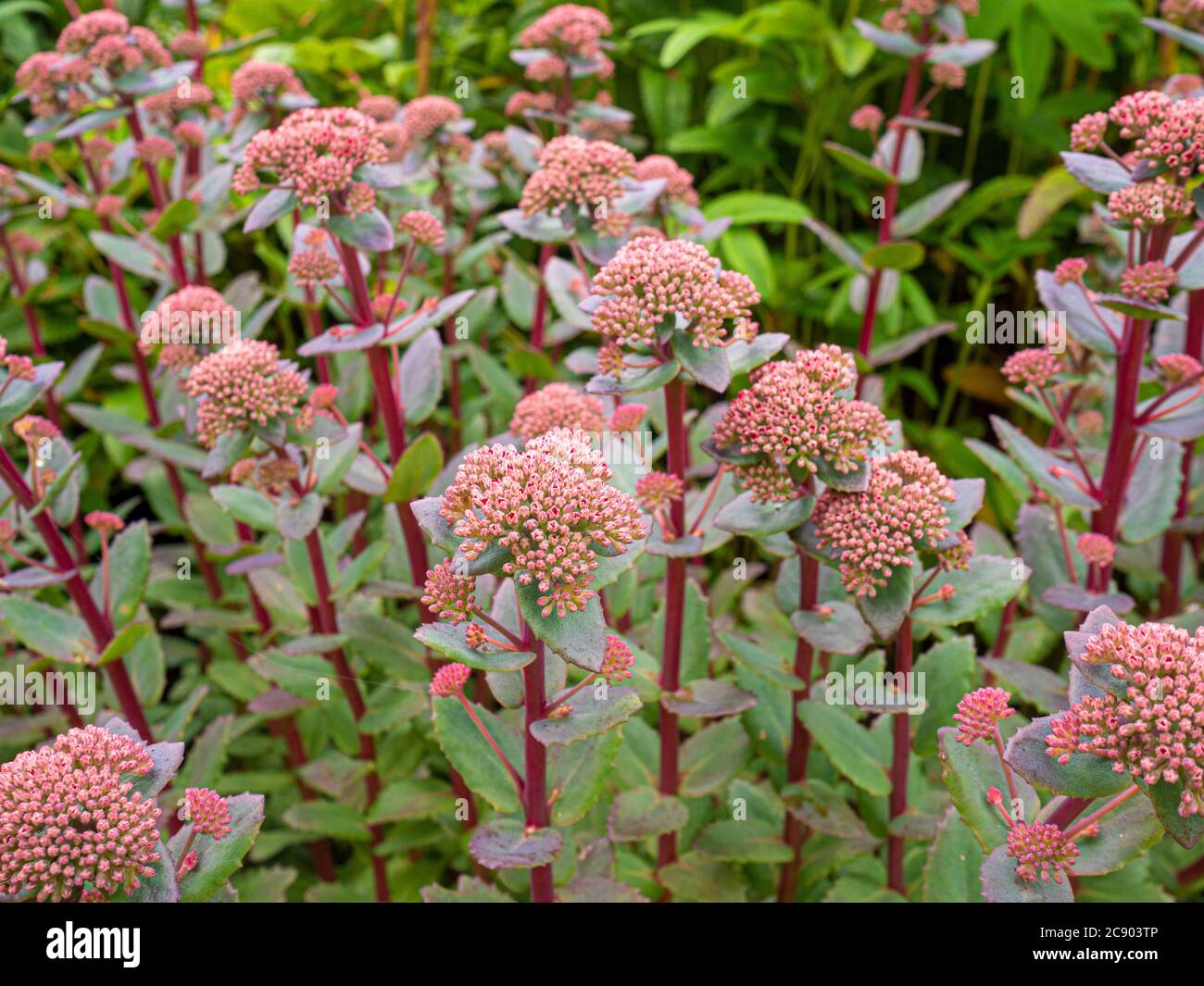 Deciduo Perenne Sedum 'Red Cauli' che cresce in un giardino. Foto Stock