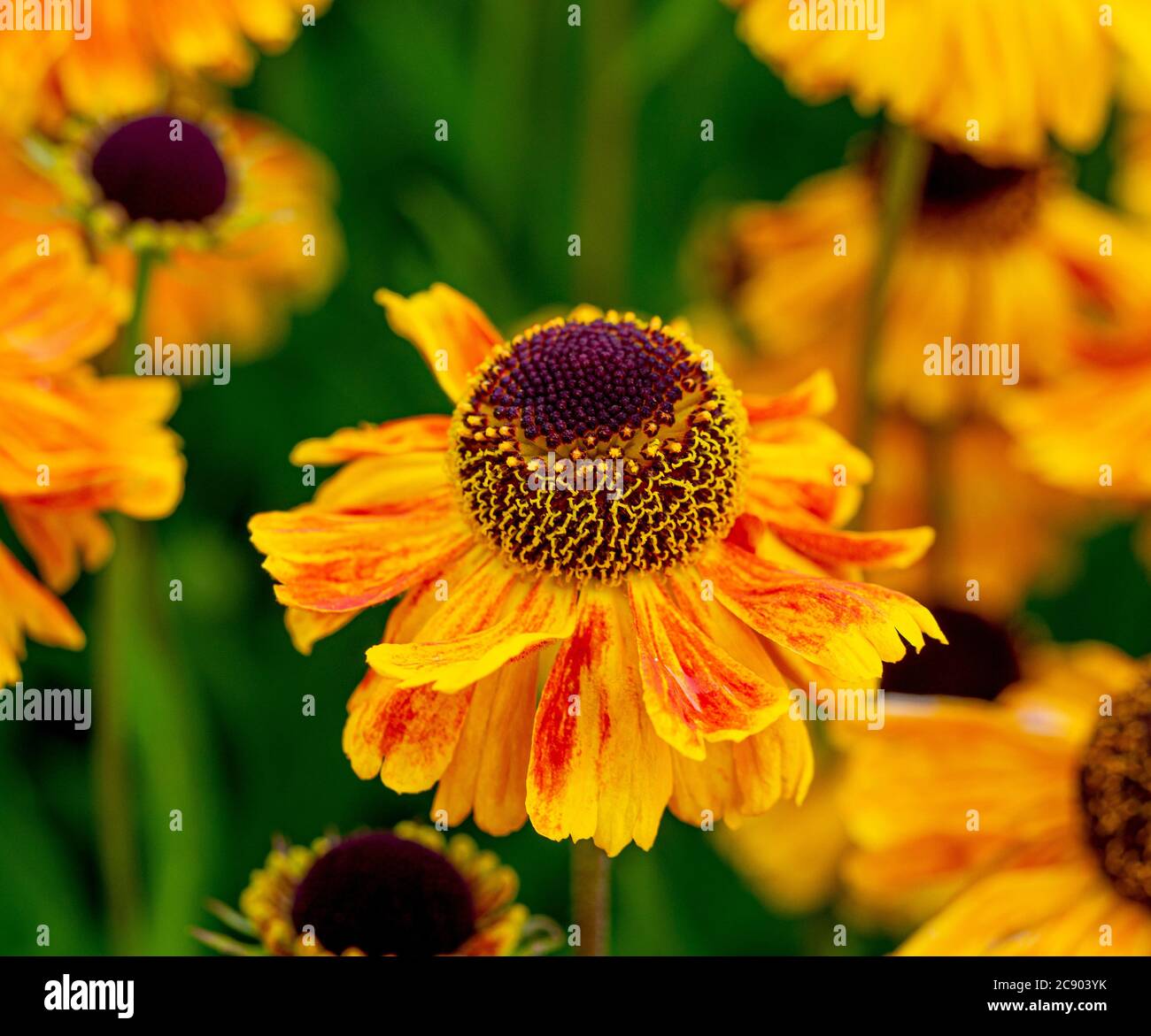 Helenium 'Butterpat' nome comune Sneezeweed che cresce in un giardino britannico. Foto Stock