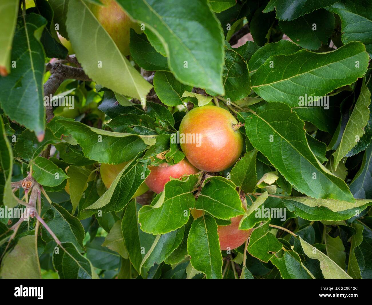Frutta giovane che cresce su un cordone 'Discovery' dessert mela albero. In un giardino britannico. Foto Stock