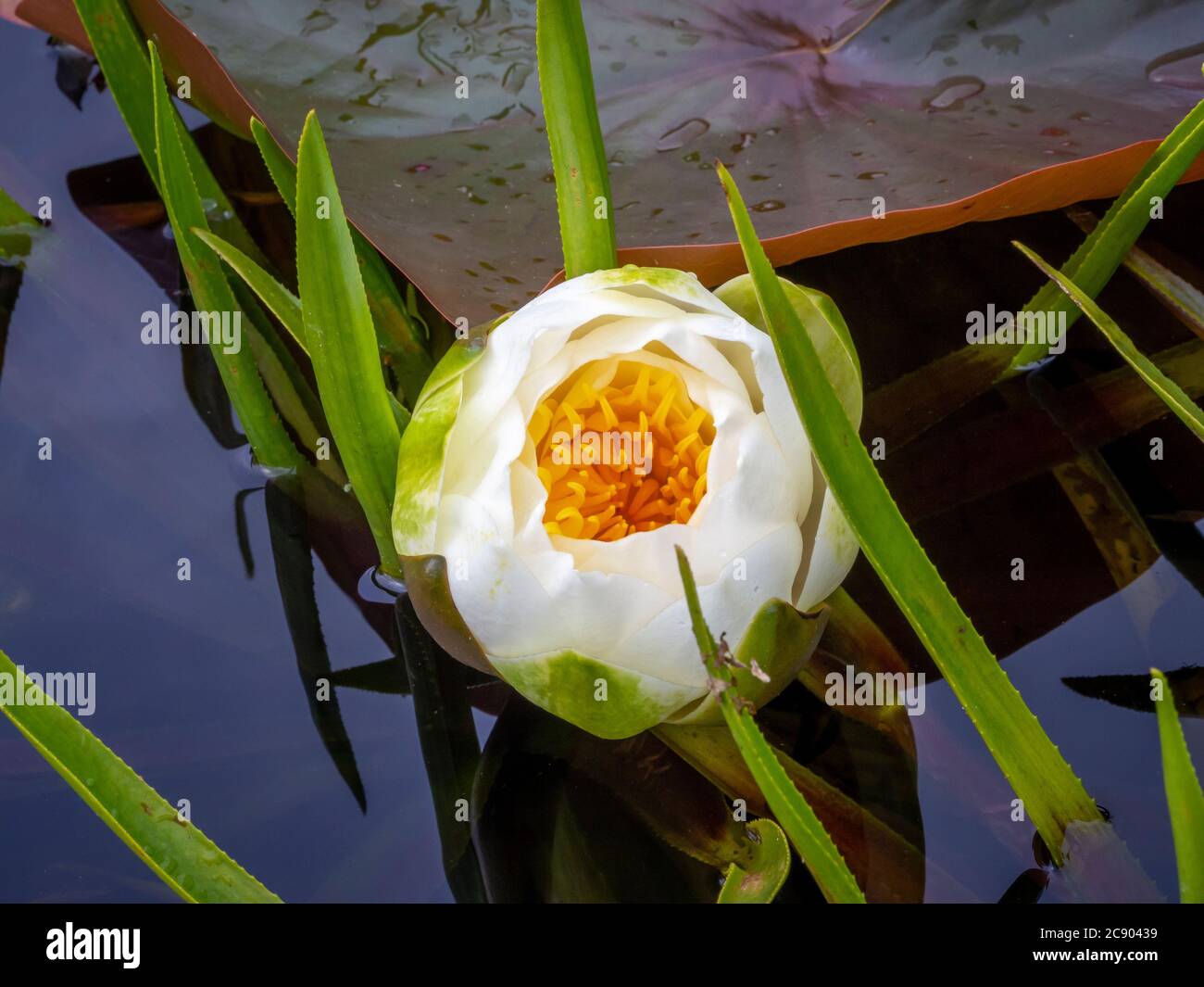 Primo piano di un bocciolo di giglio d'acqua di apertura in uno stagno. Foto Stock
