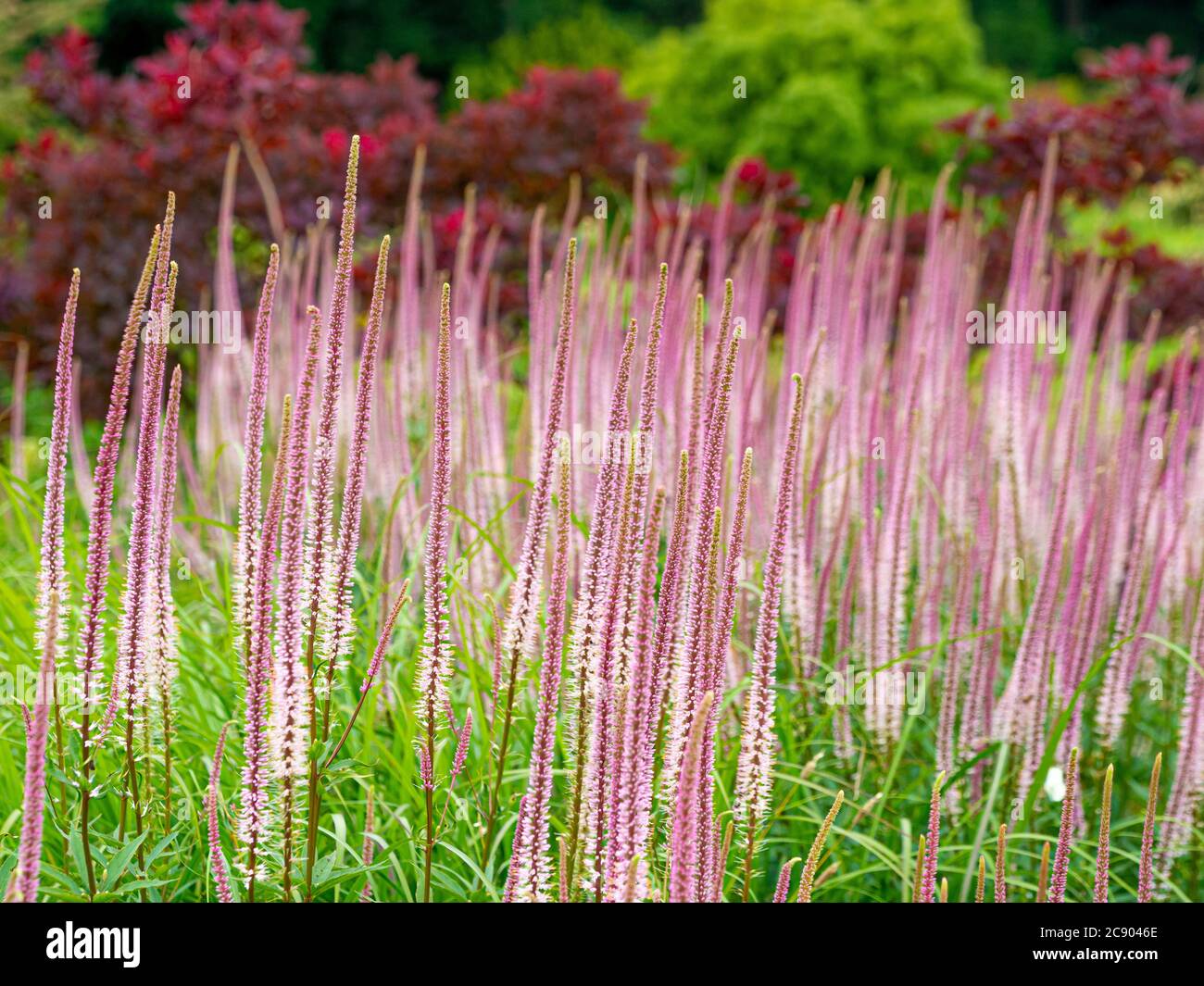 Rosa Veronicastrum virginicum Erica che cresce in un bordo di fiori. REGNO UNITO Foto Stock