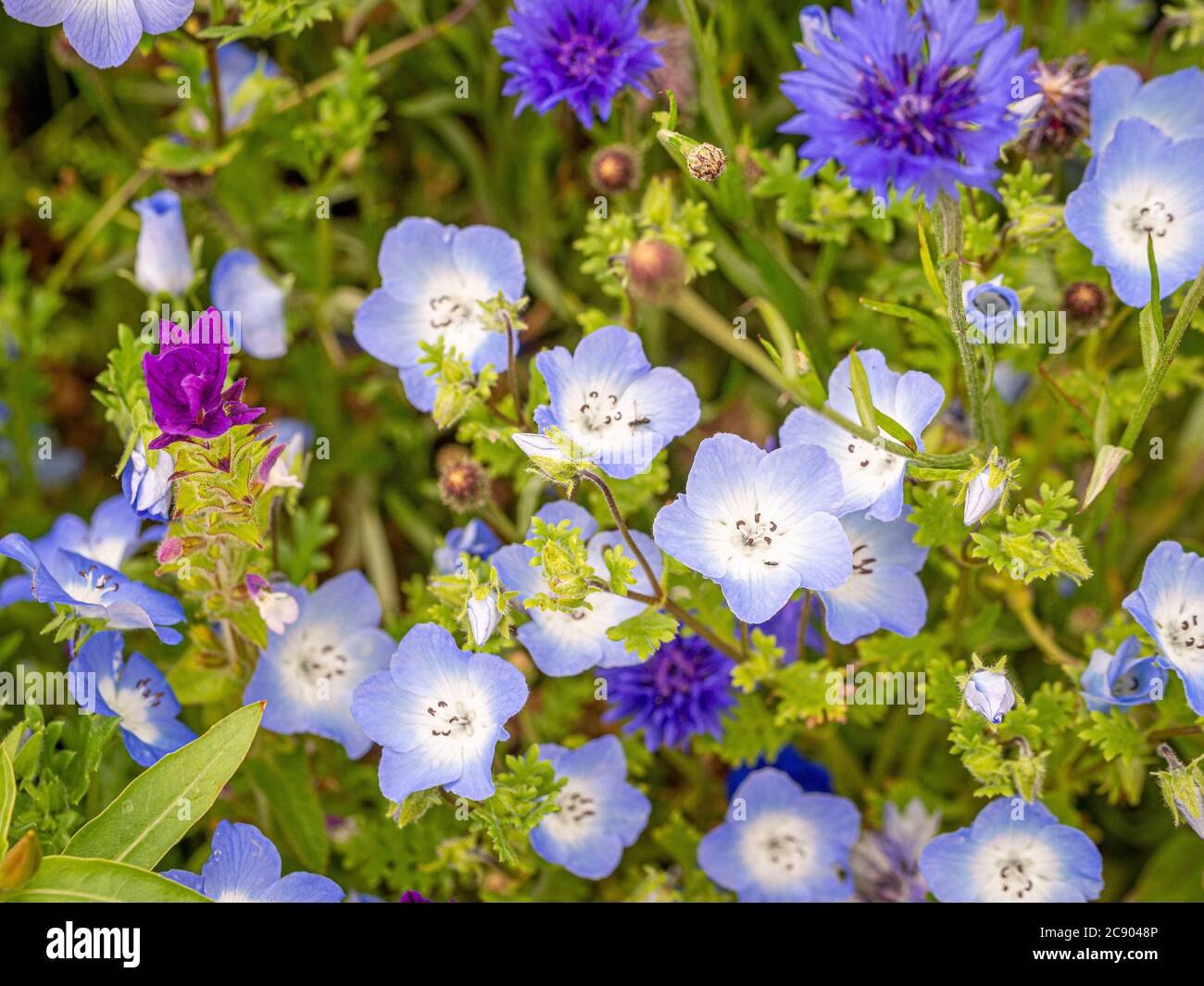 Primo piano di Meadow Cranesbill che cresce in un prato estivo a tema blu. Foto Stock