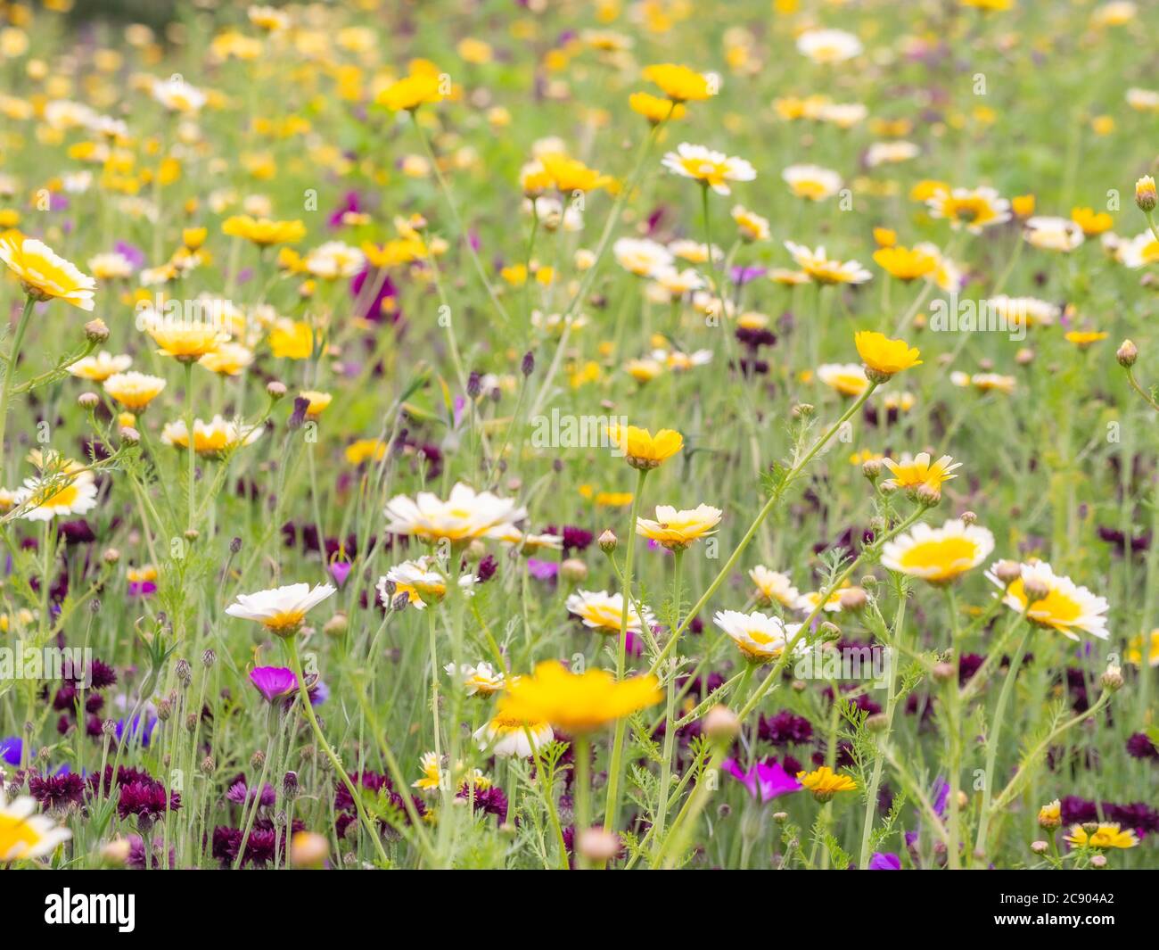 Prato di fiori selvatici a tema giallo e borgogna. Foto Stock