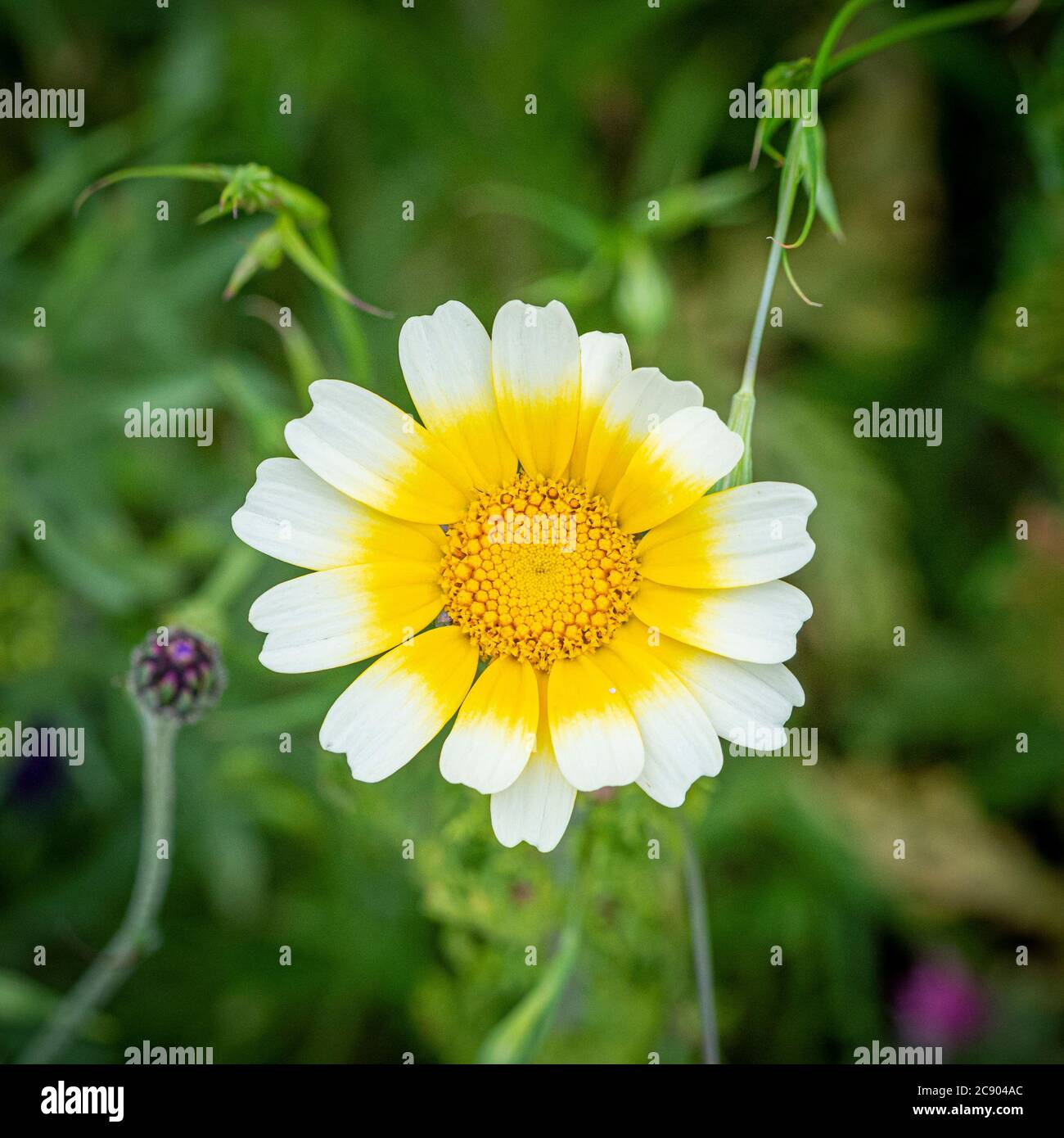 Glebionis coronaria, nome comune Crown Daisy che cresce in un giardino britannico. Foto Stock