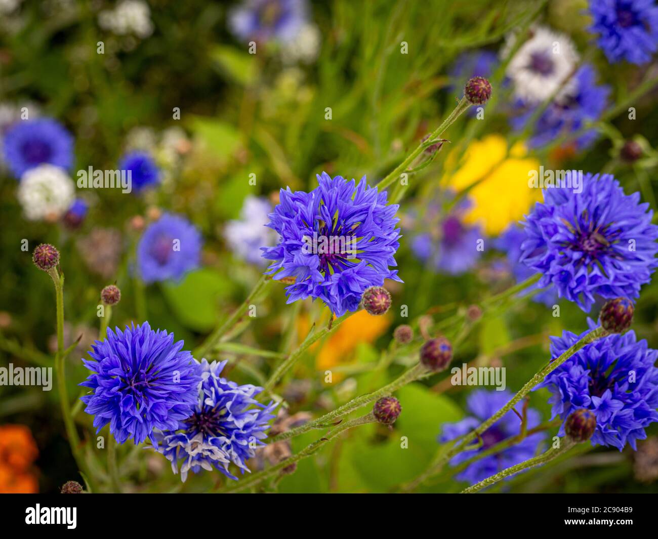Vista in pianta dei fiori di mais blu che crescono in un prato estivo nel Regno Unito. Foto Stock