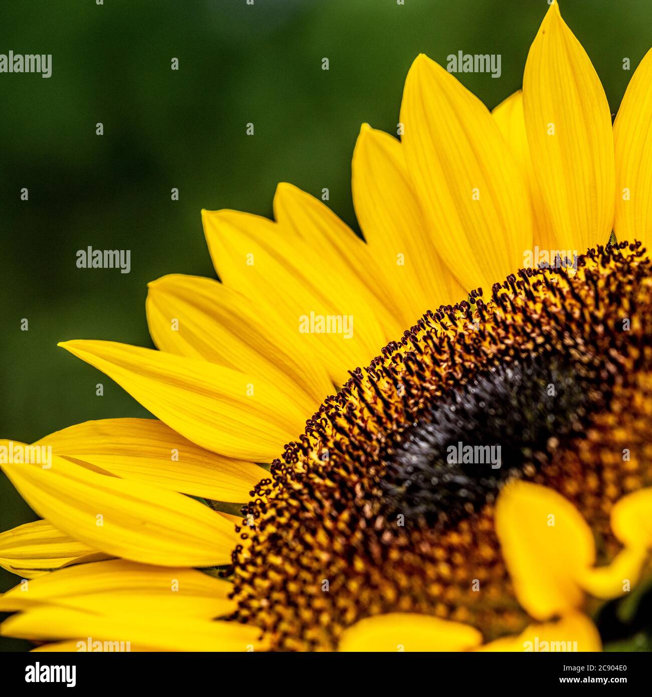 Primo piano del centro giallo del girasole e dei petali. Foto Stock