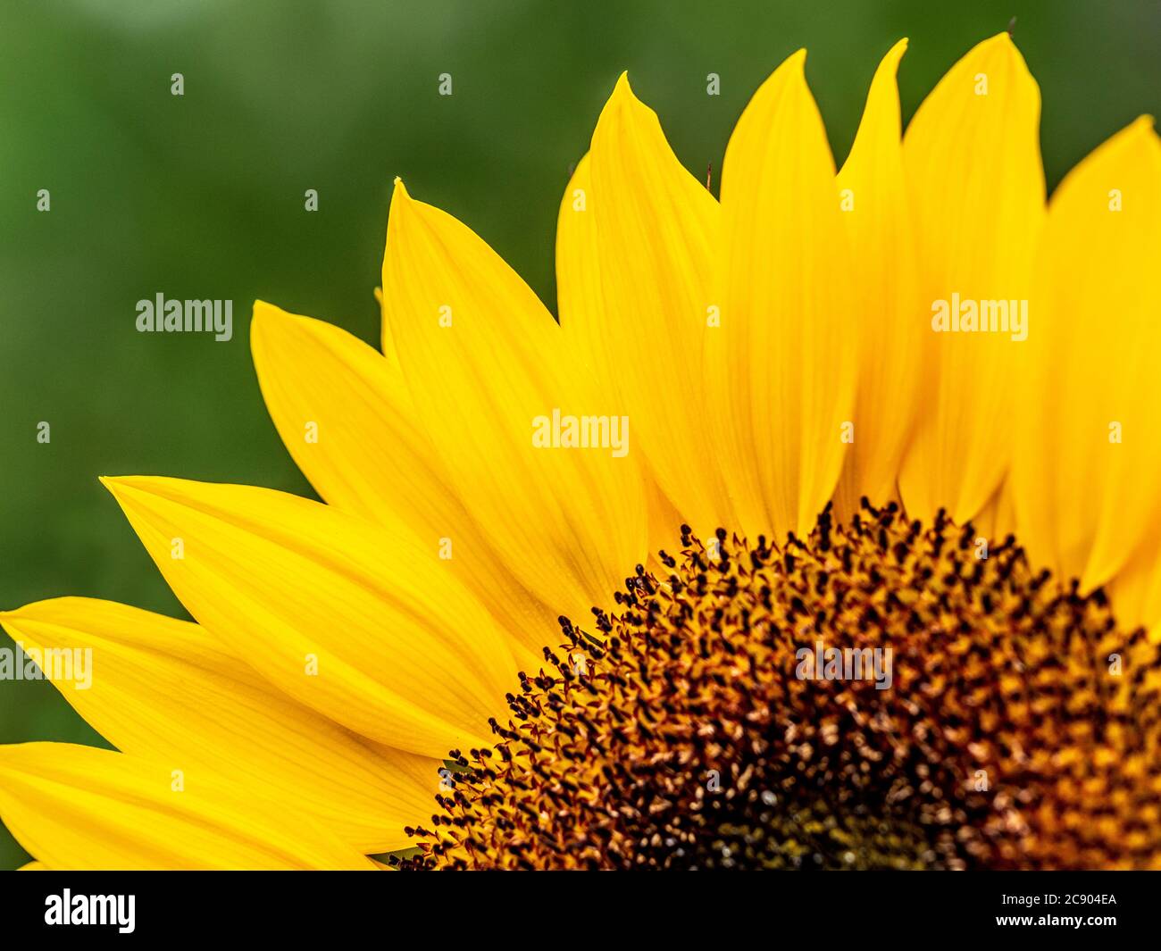Primo piano del centro giallo del girasole e dei petali. Foto Stock