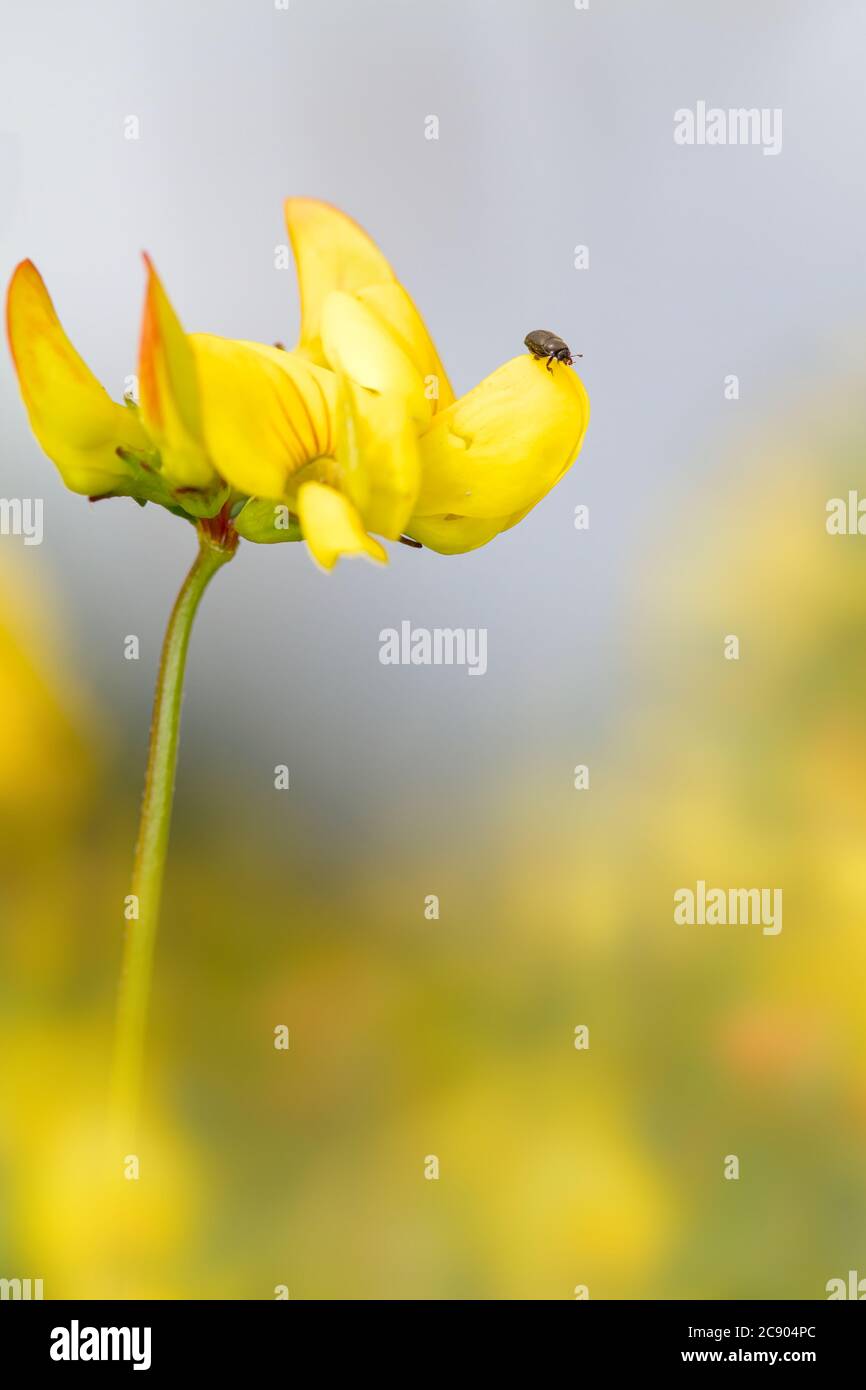 Beetle su un piede di uccelli trifoglio Fiore, loto corniculatus. Preso a Longham Lakes UK Foto Stock
