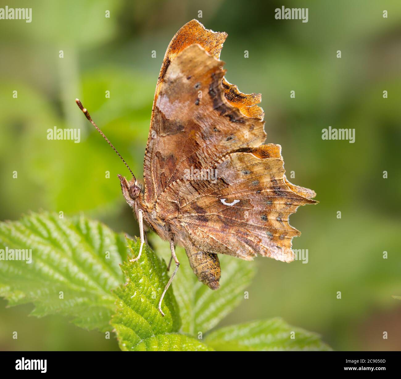 Virgola Butterfly, Polygonia c-album, Running, sitting with Wings Up che mostra una virgola distintiva Mark, su una foglia di Bramble. Preso a Longham Lakes UK Foto Stock