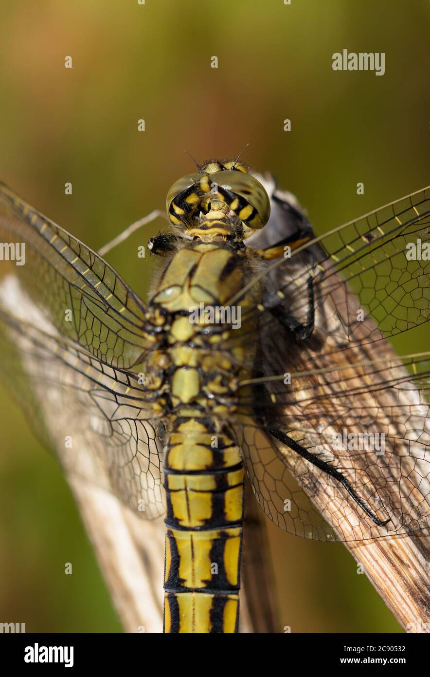 Macro della testa di una Dragonfly Skimmer femmina dalla coda nera, Orthetrum cancrellatum, che riposa su una Reed. Preso a Stanpit Marsh UK Foto Stock