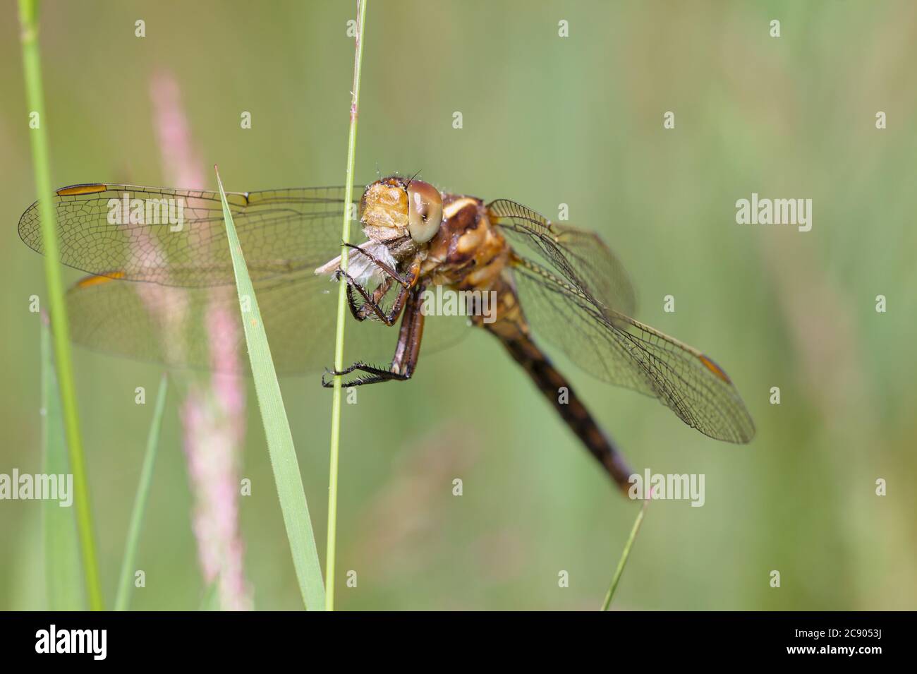 Macro di una Dragonfly comune di Darter femminile, Sympetrum striolatum, mangiare UNA Moth che tiene su UN gambo di erba. REGNO UNITO Foto Stock
