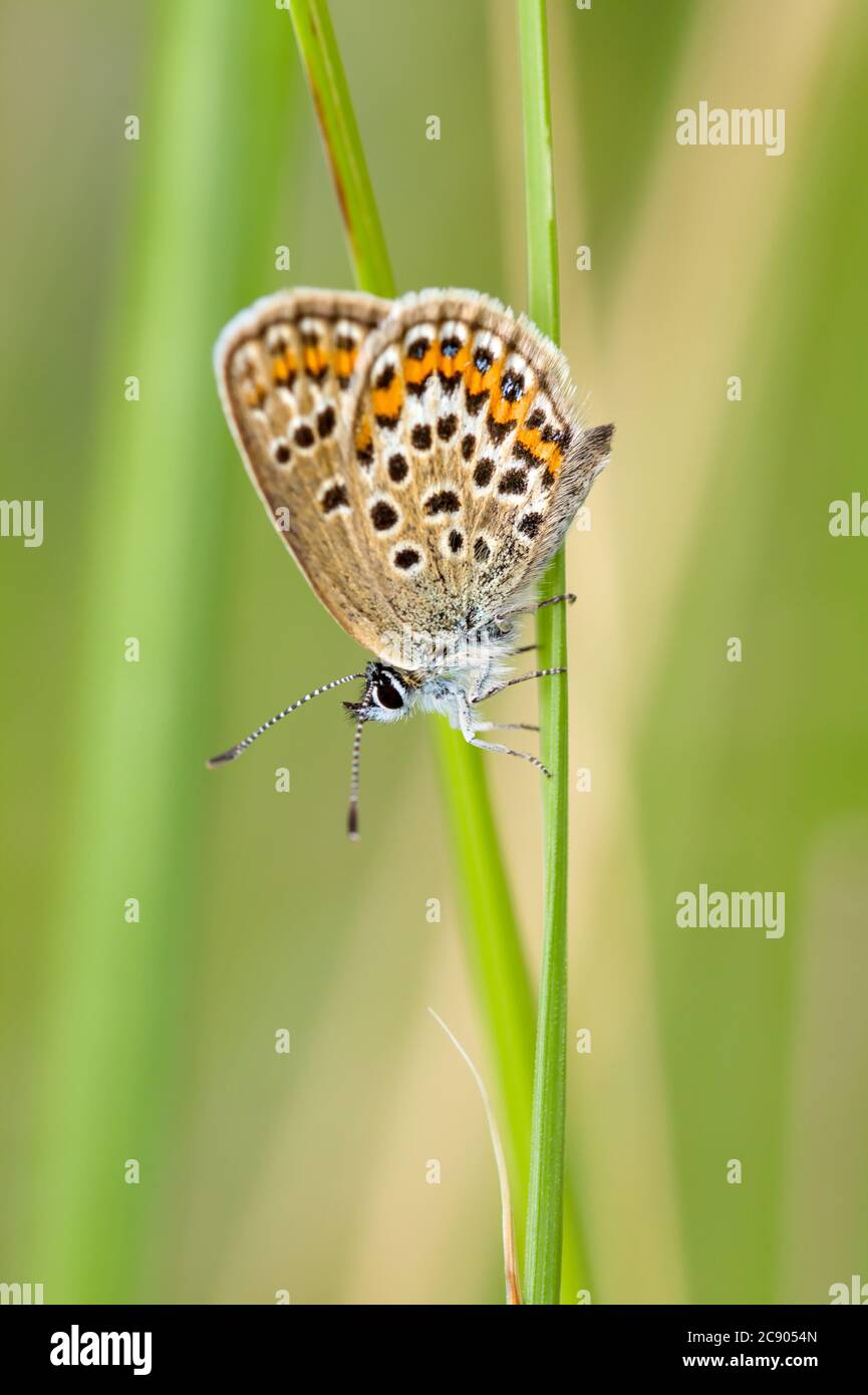 Macro di una farfalla blu con borchie d'argento, Plbejus argus, appoggiata testa giù su uno stelo d'erba con ali sollevate. REGNO UNITO Foto Stock