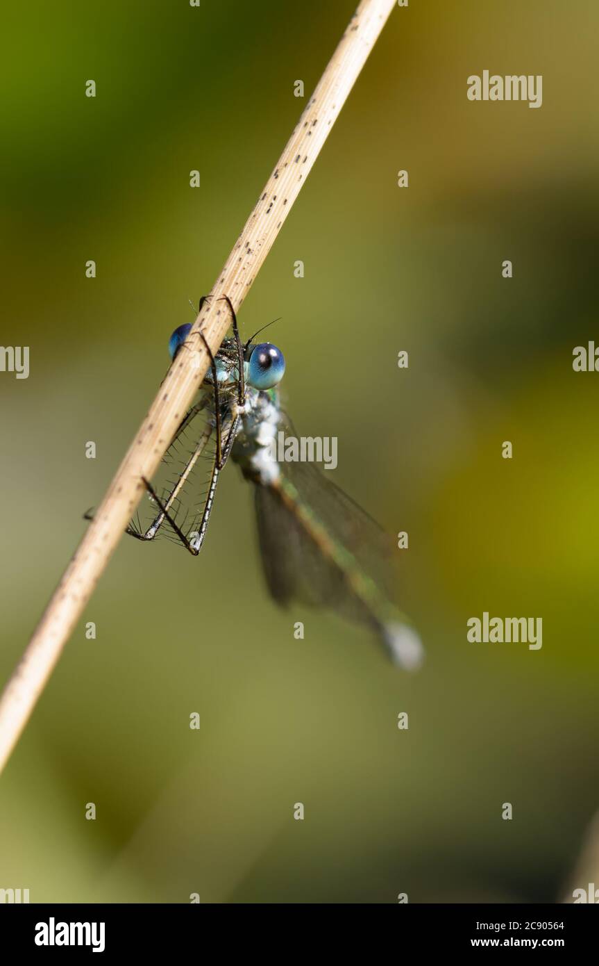 Macro Head on Shot di una Dasselfly Smeralda, Lestes sponsora, Holding on A Reed. Preso a Stanpit Marsh UK Foto Stock