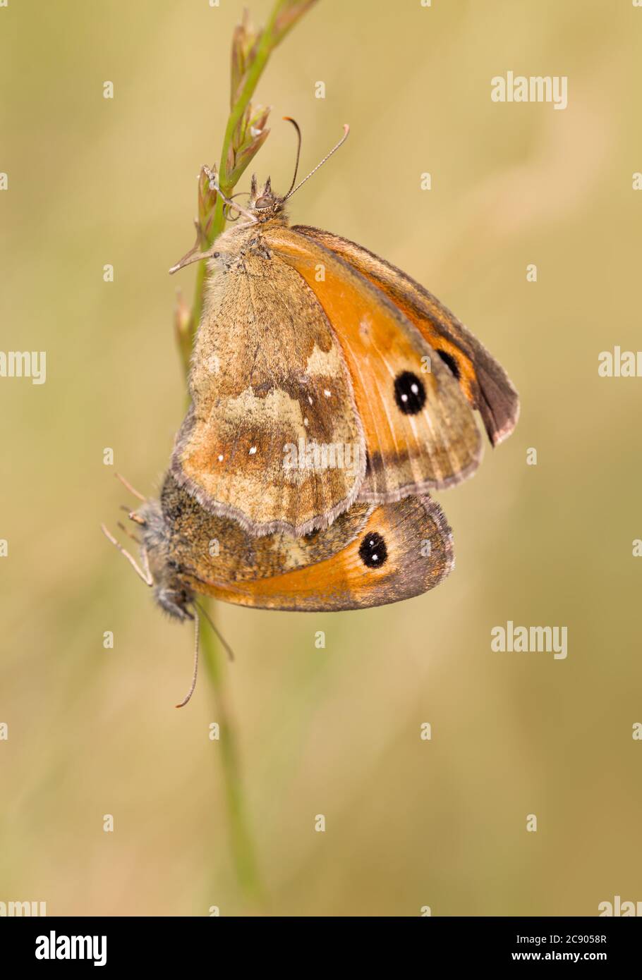Coppia di Farfalle del Gatekeeper, Pyronia titono che si accoppia mentre si tiene su un gambo di erba. Preso a Stanpit Marsh UK Foto Stock