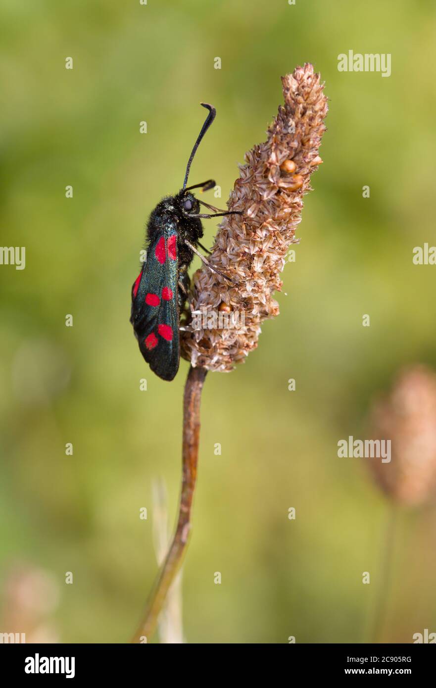 Vista laterale DI una Moth Burnett Six Spot, Zygaena filipendulae, che si tiene su una testa di seme di erba. Preso a Hatch Pond Poole UK Foto Stock
