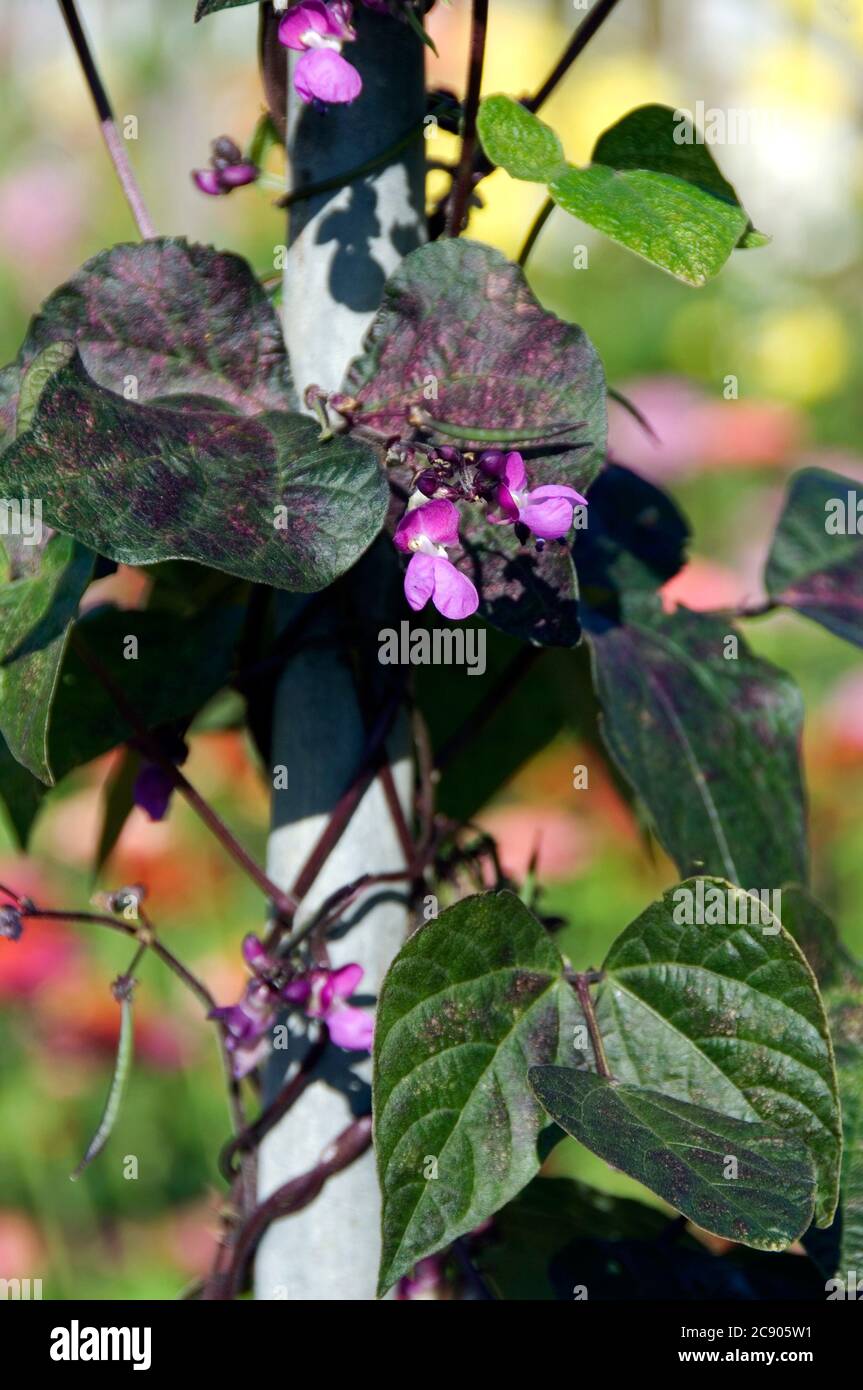 Blauhilde arrampicata fagiolo francese Foto Stock