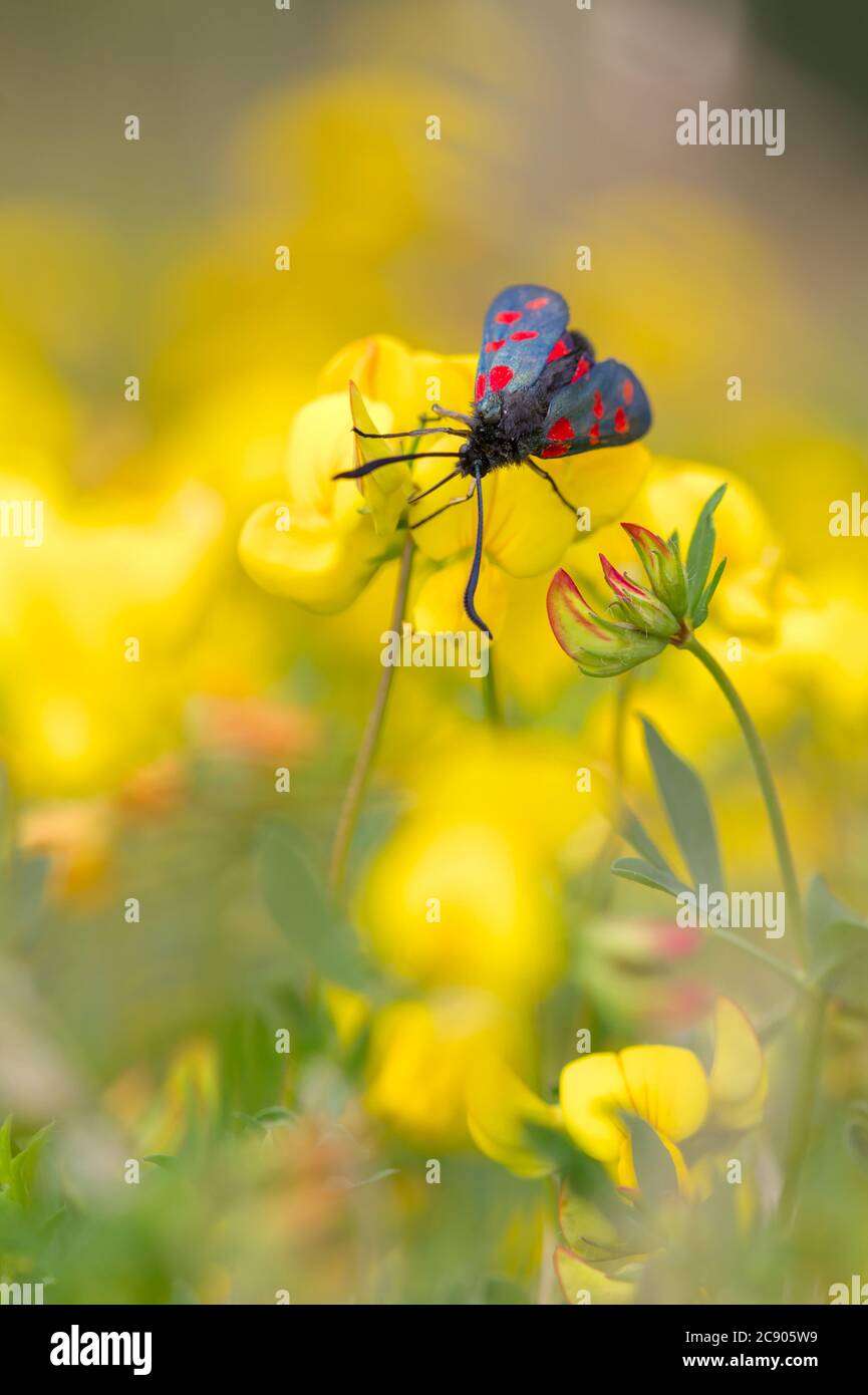 Sei Spot Burnett Moth, Zygaena filipendulae, nutrendo su un uccelli piede trifoglio Fiore, loto corniculatus. Preso a Longham Lakes UK Foto Stock