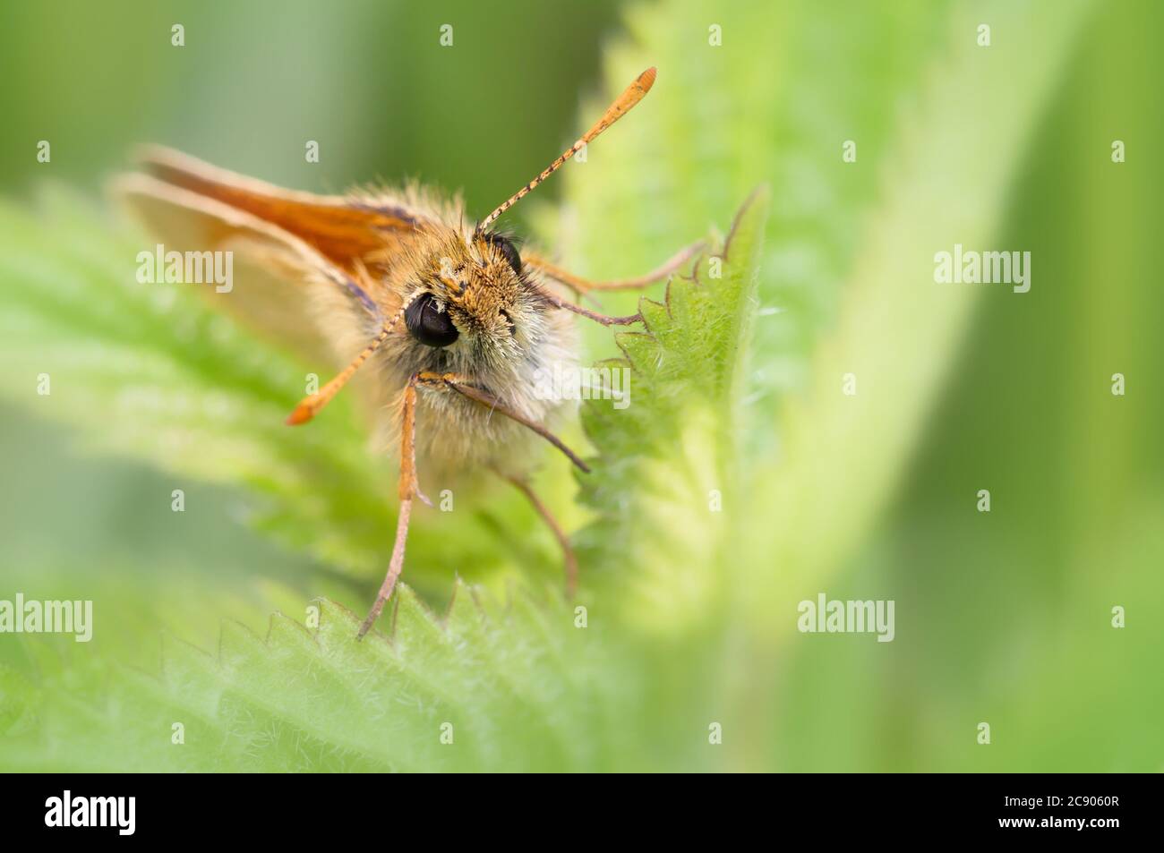 Macro Head on Shot di una piccola Skipper Butterfly, Thymelicus sylvestris, che riposa, seduto su una foglia di Bramble con uno sfondo verde diffuso. Foto Stock