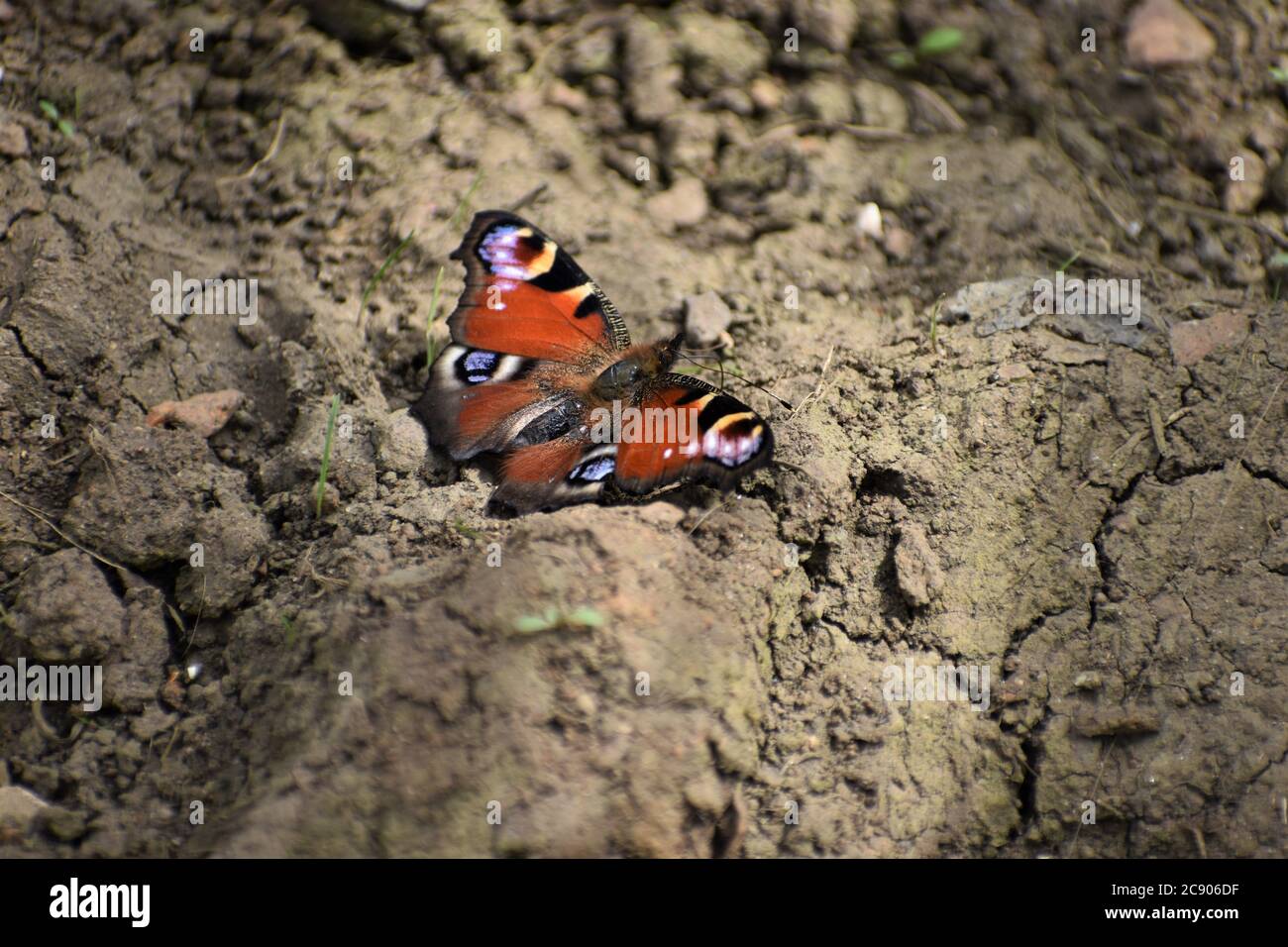 La farfalla europea del pavone ha ali rosse arrugginite ogni punta d'ala porta macchie blu nere e gialle dell'occhio. Il lato inferiore è di colore marrone scuro. Foto Stock