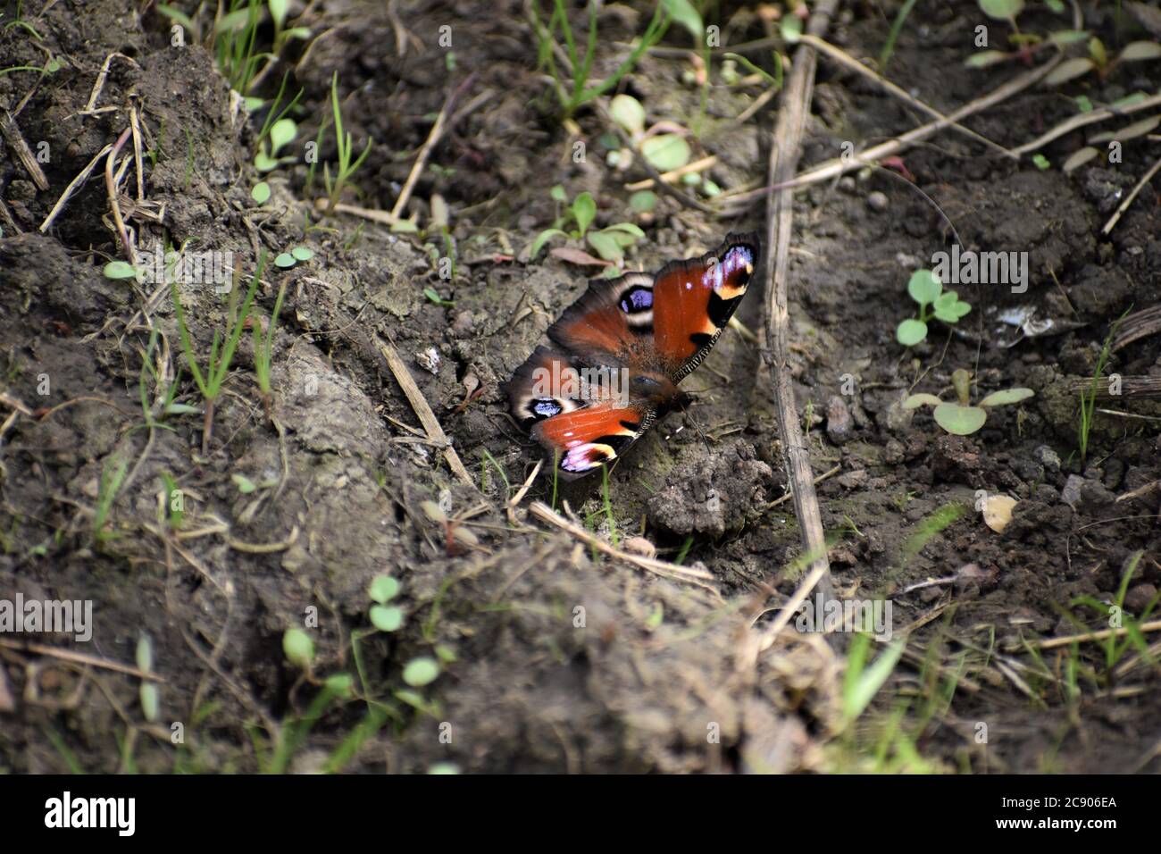 La farfalla di Peacock si nutre del nettare di buddleia e si distingue per i suoi singoli punti oculari che stellare i predatori l'ala oscura sotto i lati assomiglia alle foglie morte Foto Stock