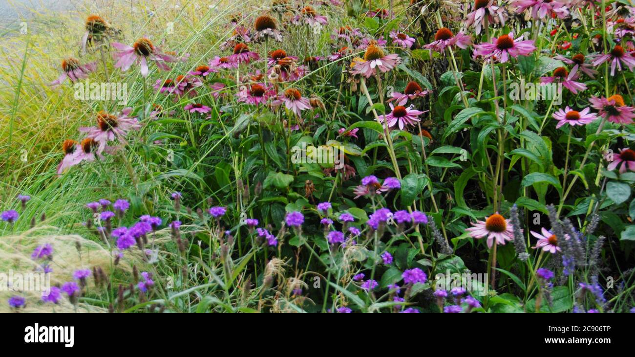 Purpurea di Echinacea con verbena viola ed erbe; Foto Stock Purpurea di Echinacea con verbena viola ed erbe; Foto Stock