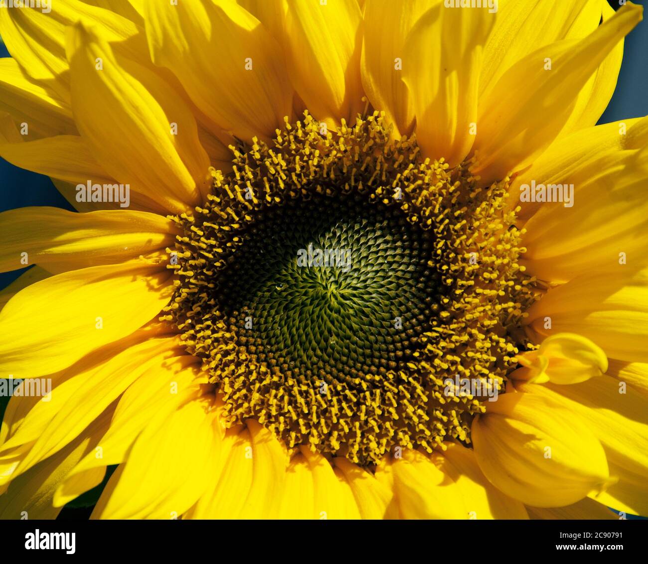Semi di girasole e le gocce di pioggia Foto Stock