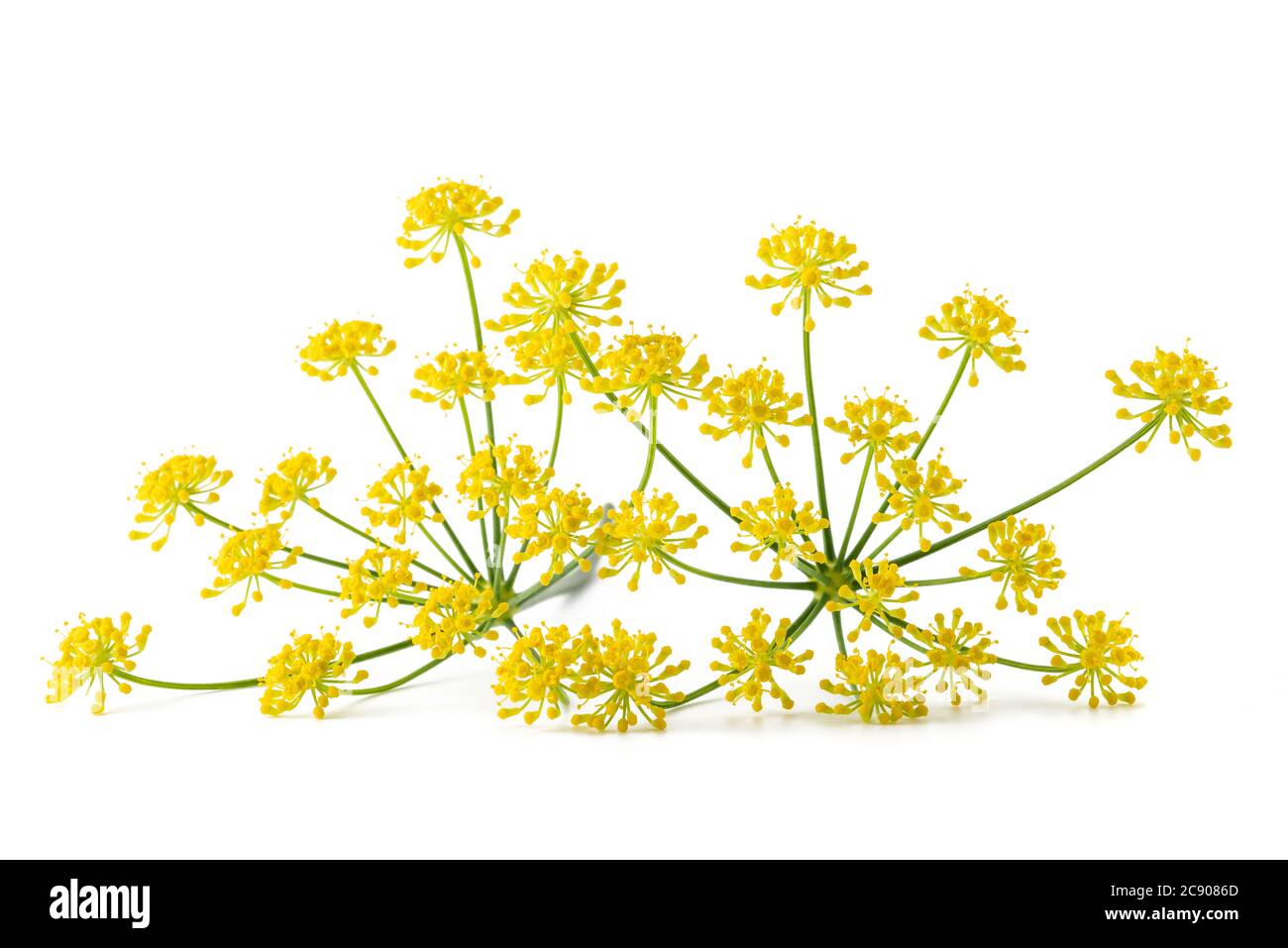 Il finocchio selvatico fiori isolati su sfondo bianco Foto Stock