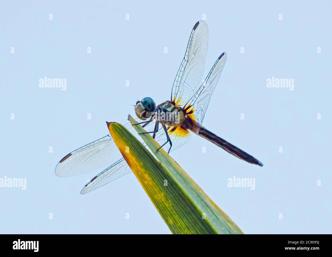 Una dragonfly blu dasher appollaiata su una fronte di palma e silhouette contro un cielo blu Foto Stock