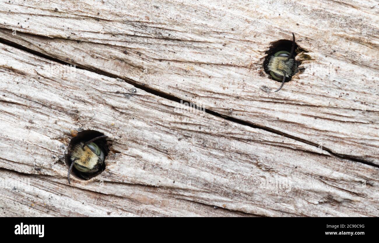 Blue Orchad Bee maschio su fiori rossi Foto Stock