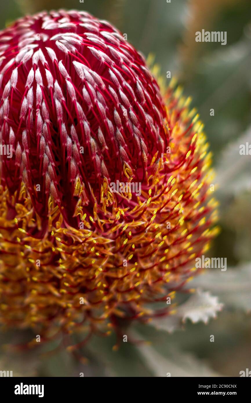 Primo piano dettaglio Fotografia del fiore Banksia menziesii rosso e arancio brillante. Foto Stock