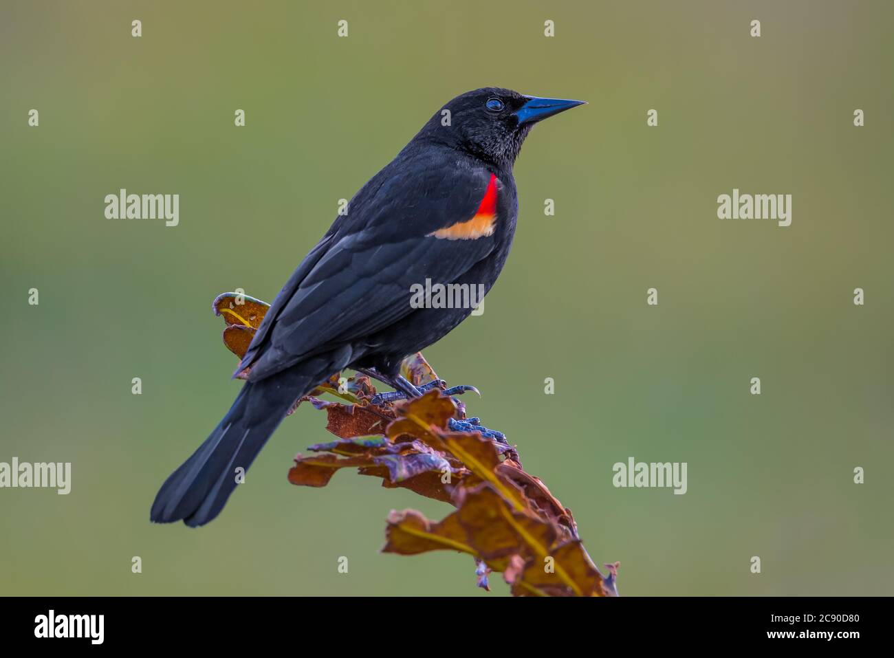 Maschio Blackbird alato rosso arcuato su una foglia Foto Stock