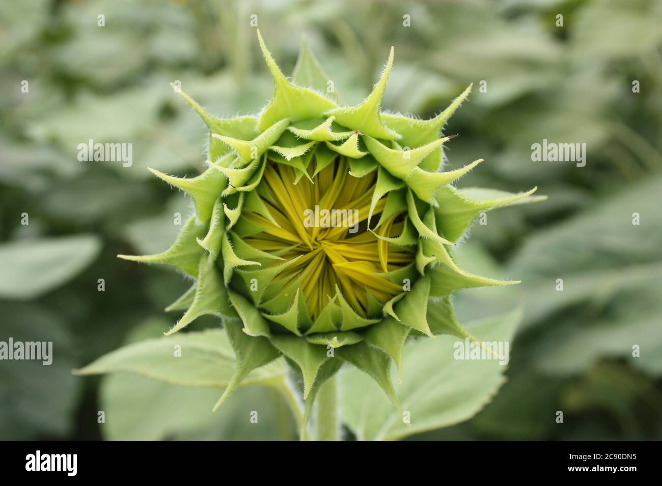 ancora piccolo girasole chiuso e verde nel mezzo di un campo di fiori in toscana Foto Stock
