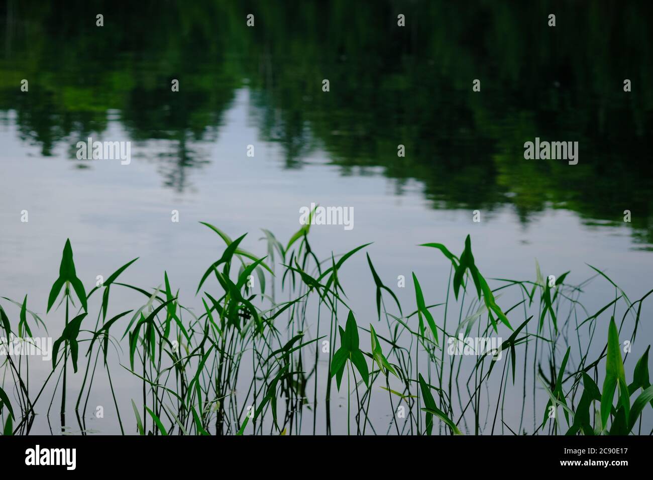 Comune arrowhead (Sagittaria latifolia) acqua / stabilimento costiera / erba a Trout Lago, Parc Omega, Quebec, Canada. Foto Stock