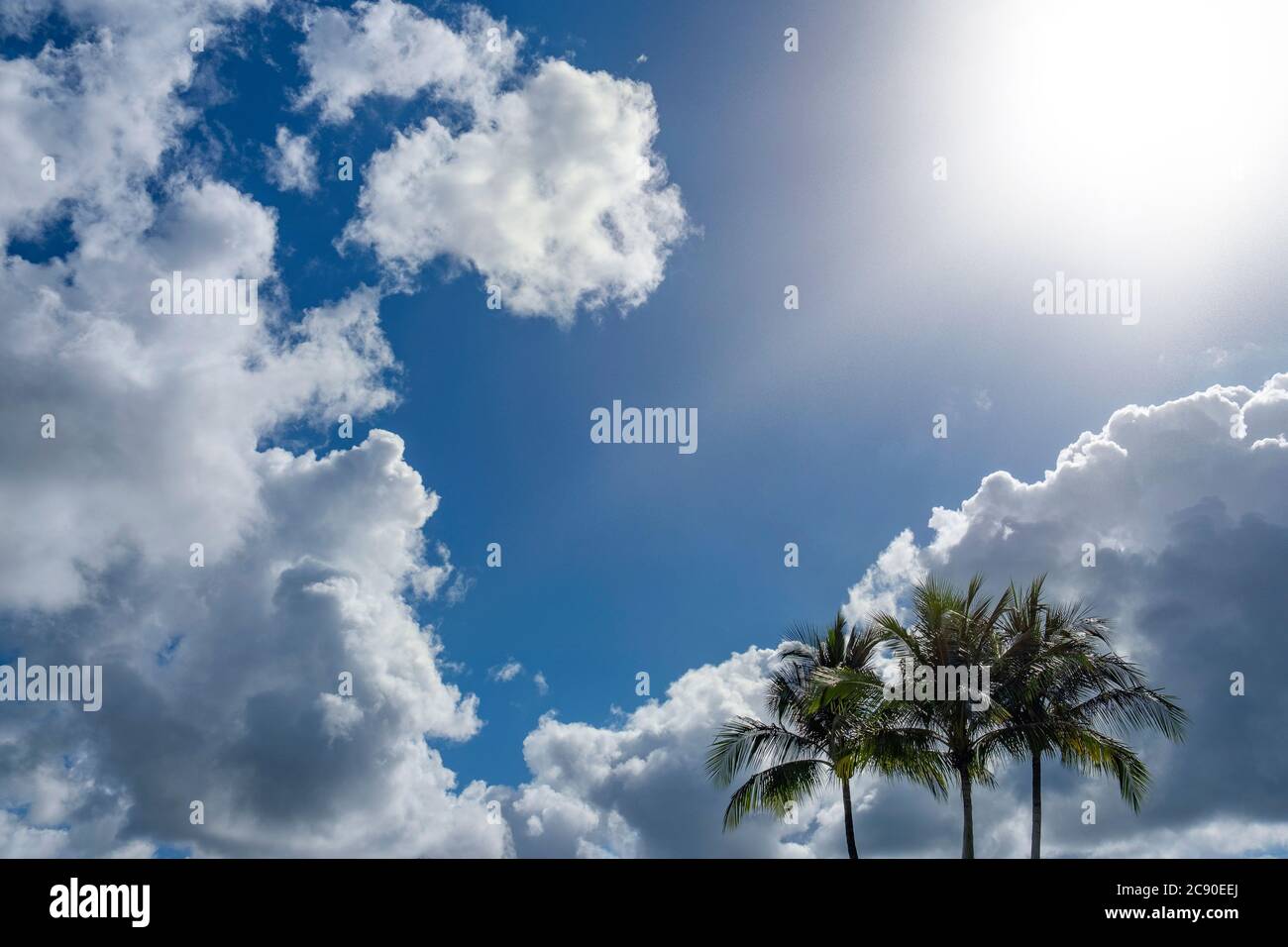 Alberi di Palma contro il cielo nuvoloso Foto Stock