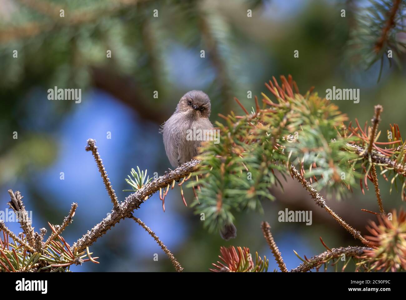 Una femmina americana Bushtit uccello su un albero di conifero fa contatto con gli occhi dal suo persico sopra. Foto Stock