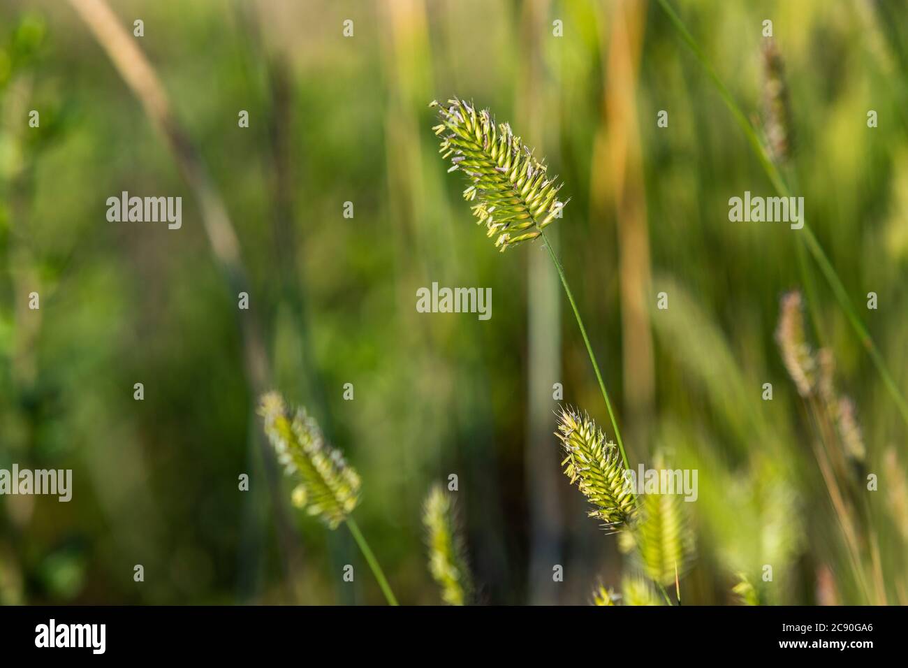Close-up di erba selvatica Foto Stock