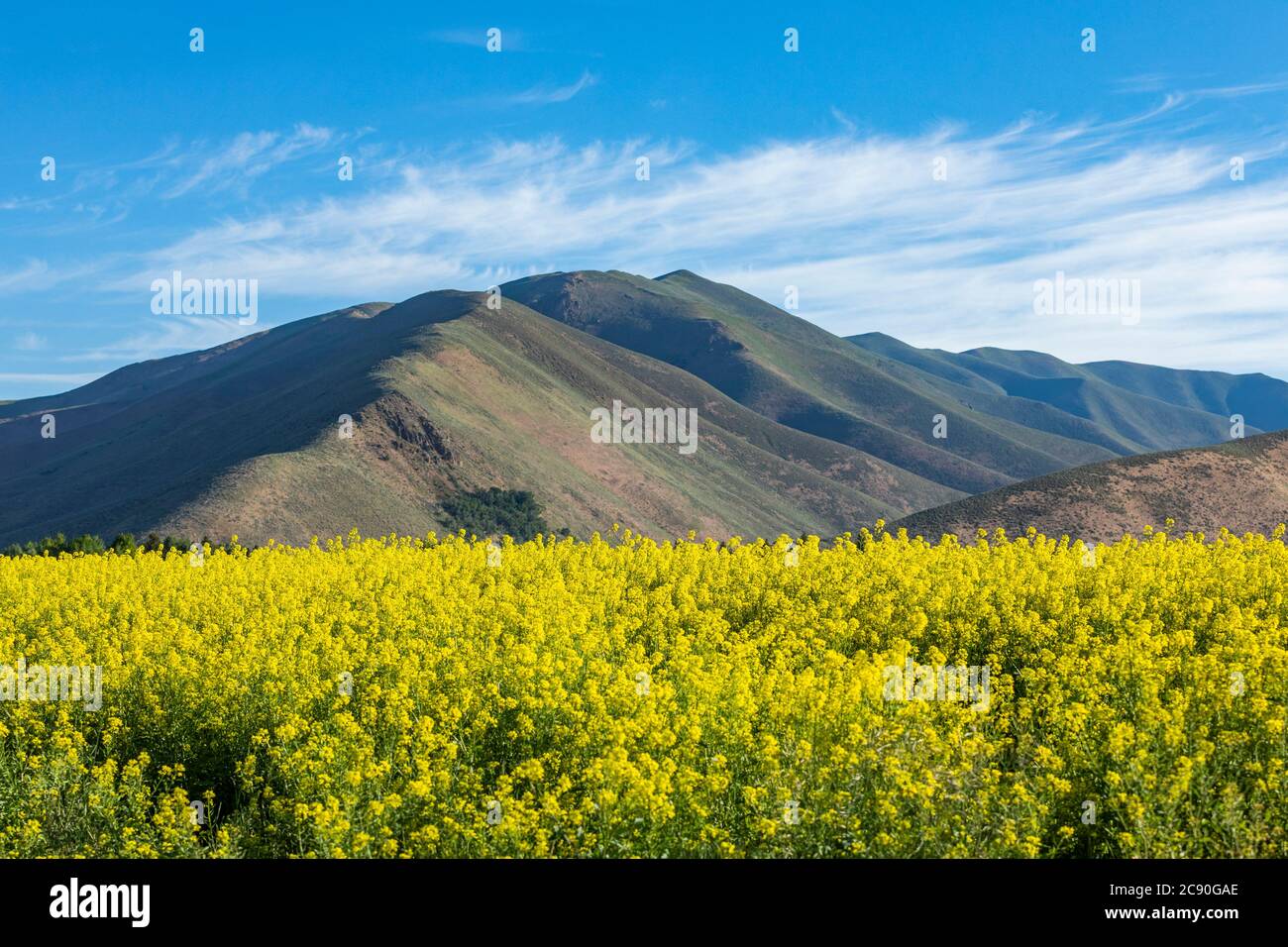 USA, Idaho, Sun Valley, Mustard Field e colline Foto Stock