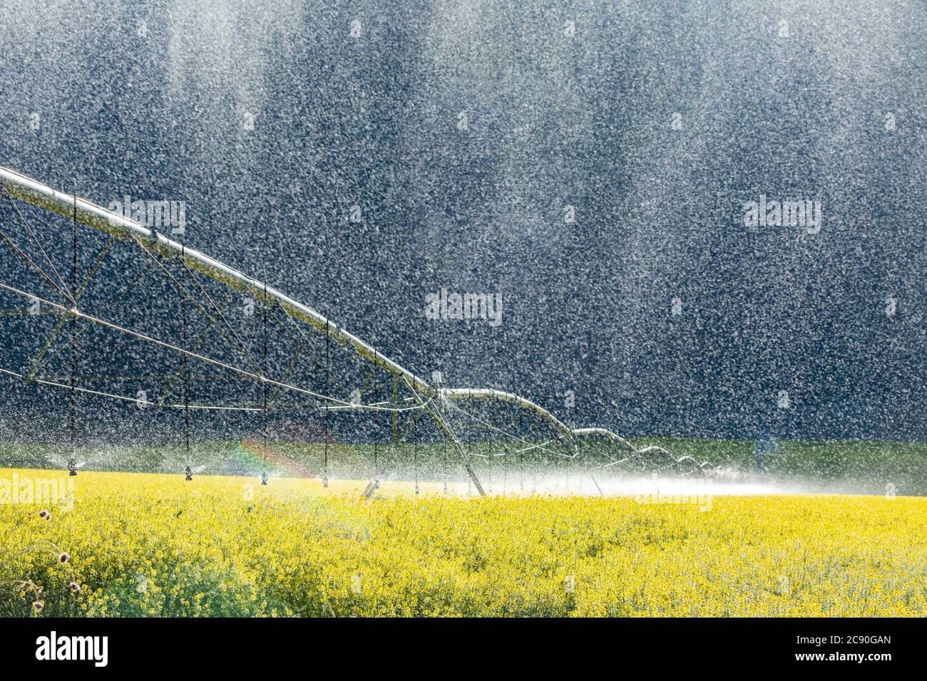 USA, Idaho, Sun Valley, Mustard campo durante l'irrigazione Foto Stock
