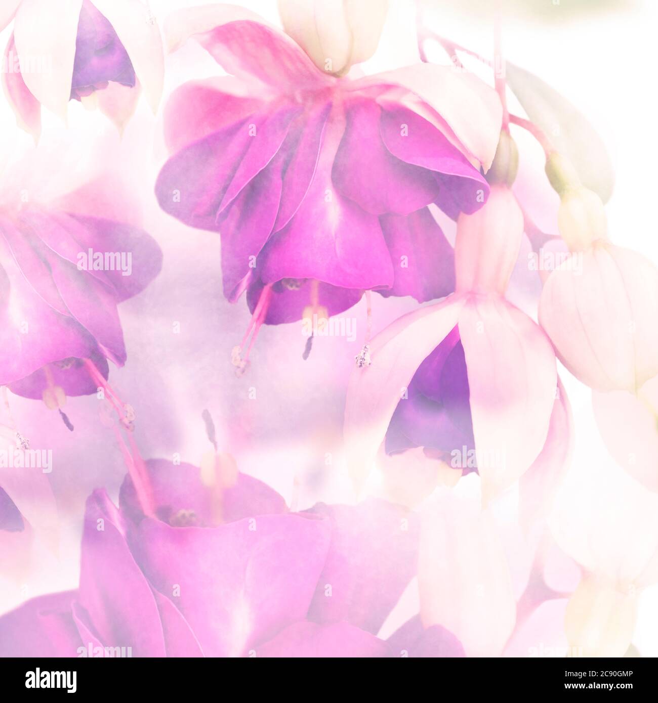 rosa e viola fucsia fiori sfondo acquerello Foto Stock