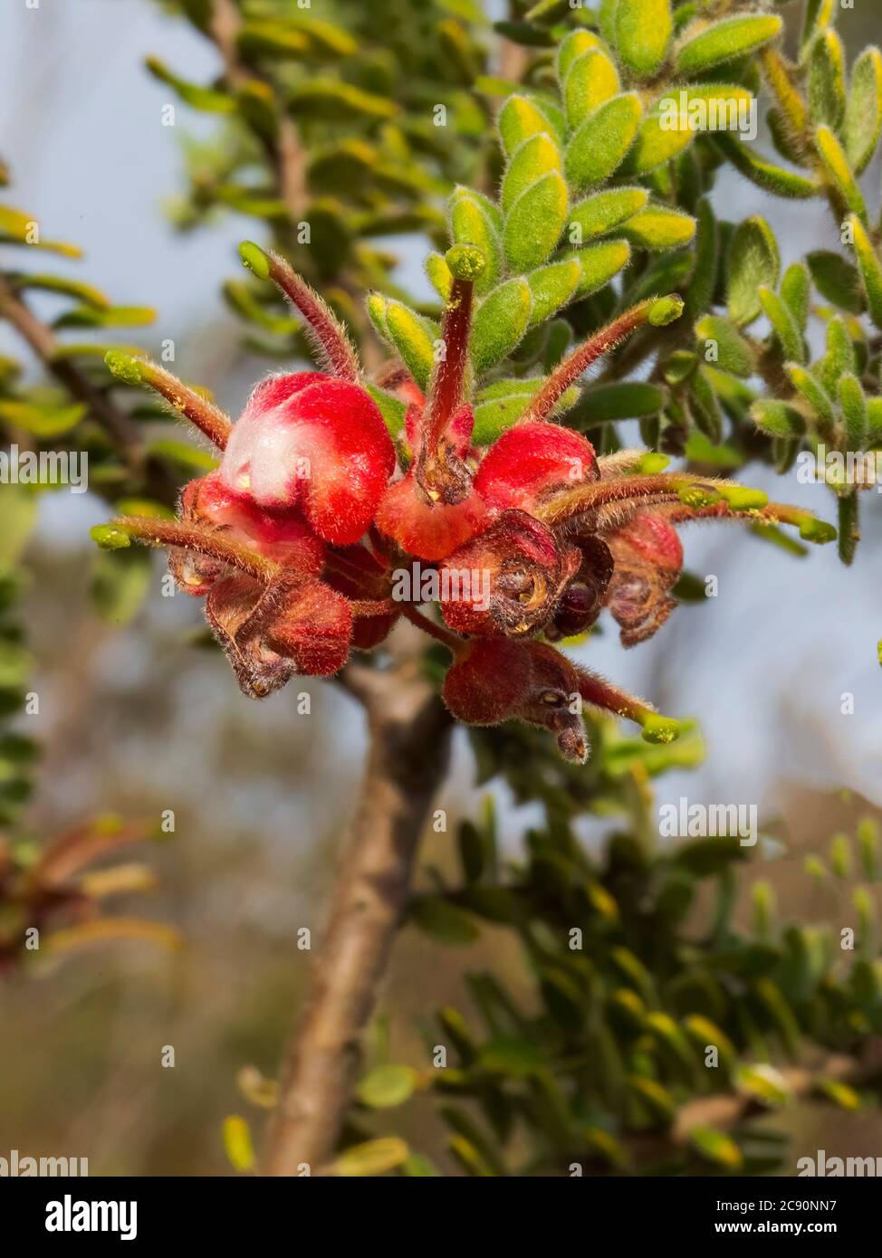 L'arbusto australiano in fiore Caw Grevillea (Grevillea alpina). I suoi fiori rosso e giallo-crema assomigliano ad un artiglio di un gatto Foto Stock