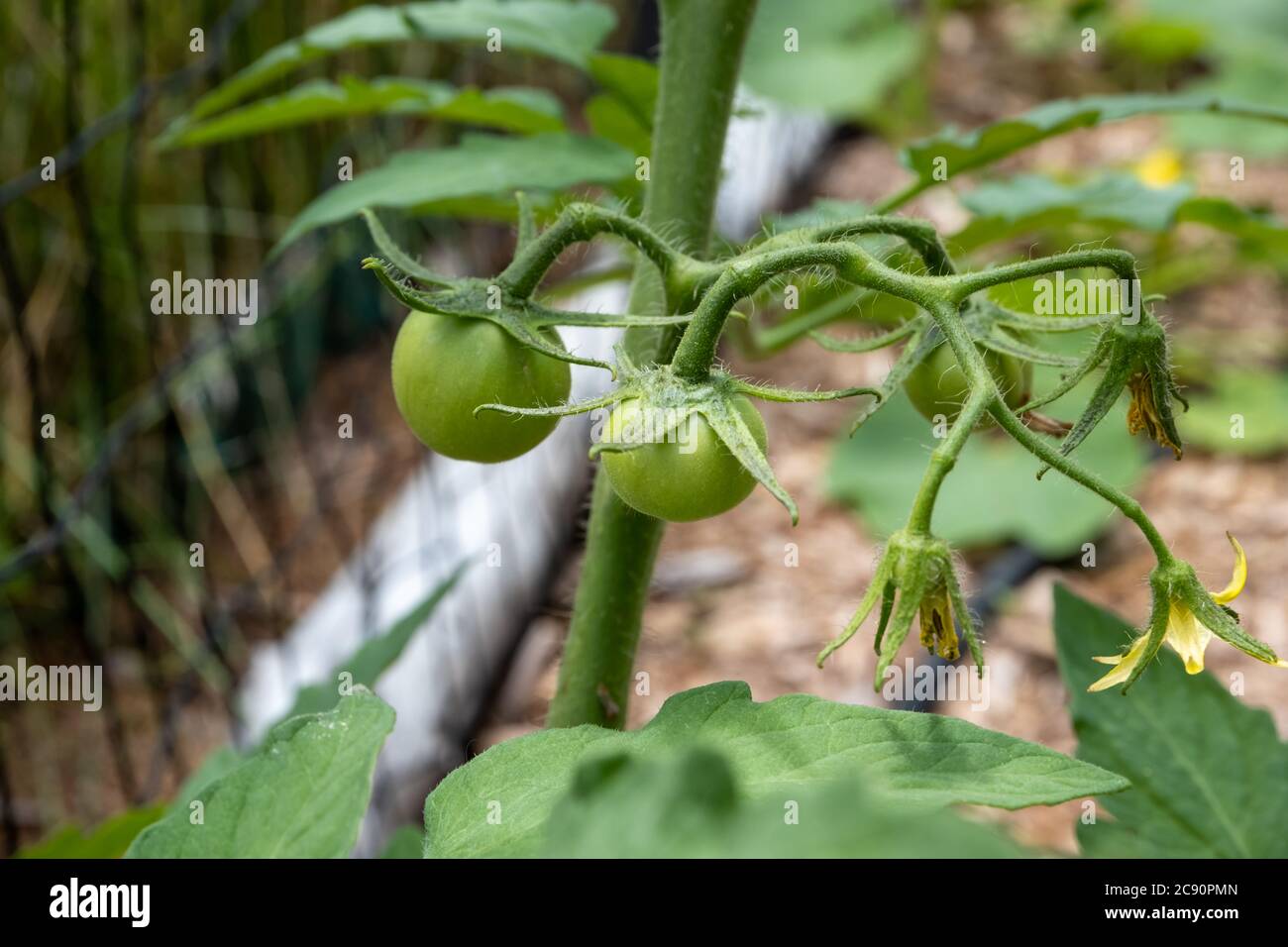 Una vista ravvicinata di una vite di pomodoro con nuovi pomodori che formano. Non mature, i pomodori pendono dai loro gambi e sono ancora verdi. Foto Stock